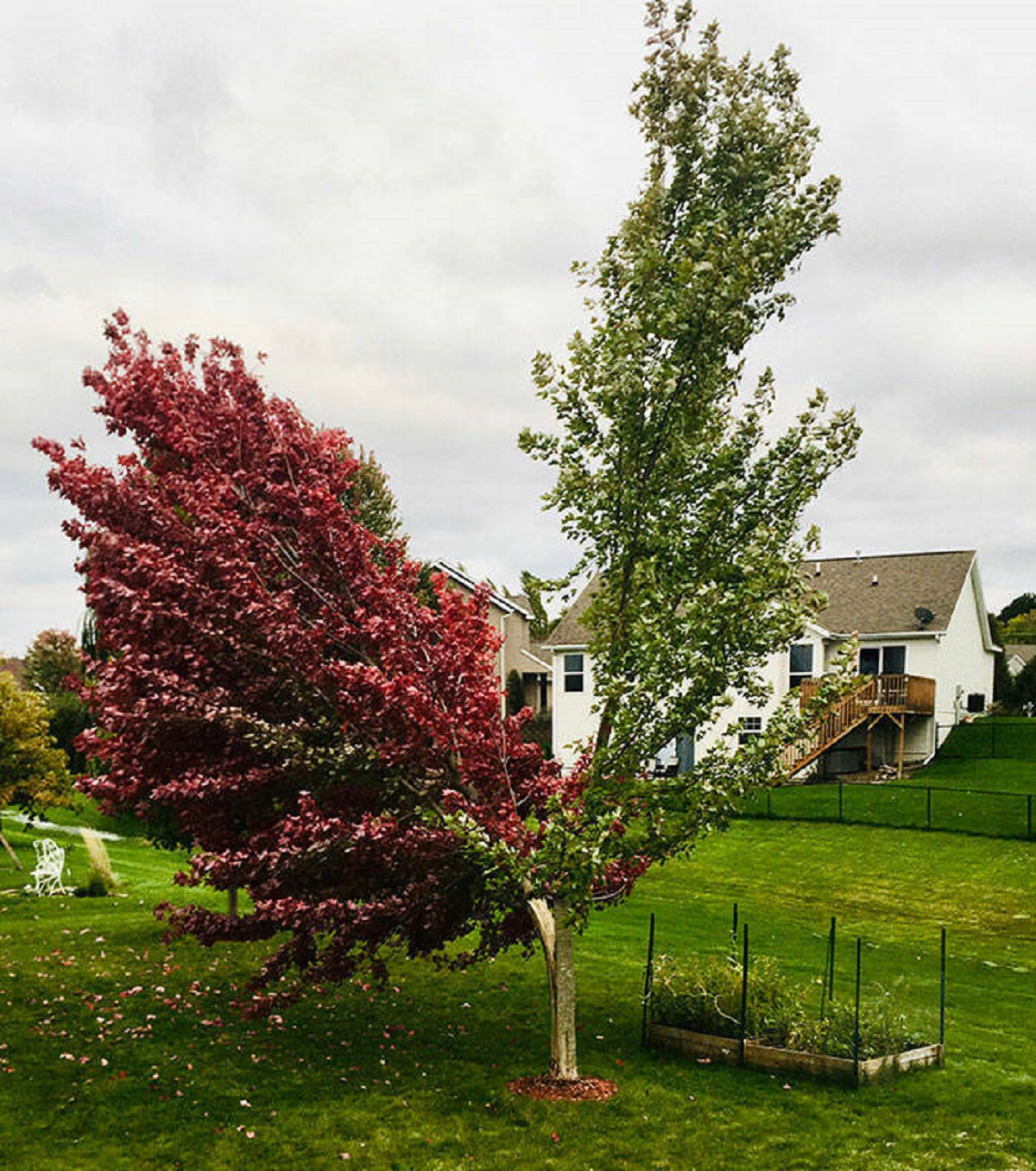 "The Tree That’s Changing Colors Along The Split Of Its Storm-Damaged Trunk"