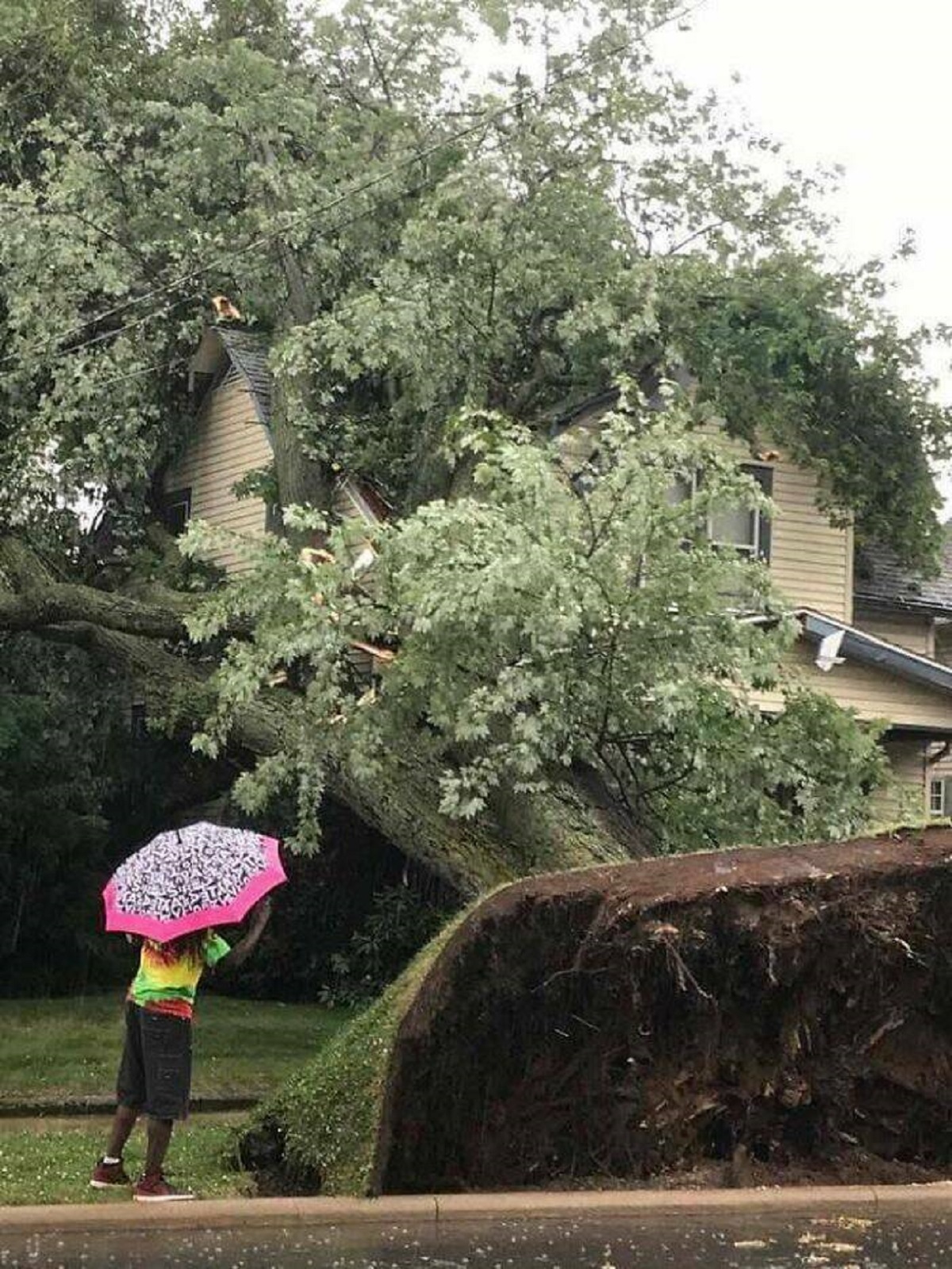 "The Way This Tree Uprooted After A Storm That Came Through My Area In Ohio Yesterday"