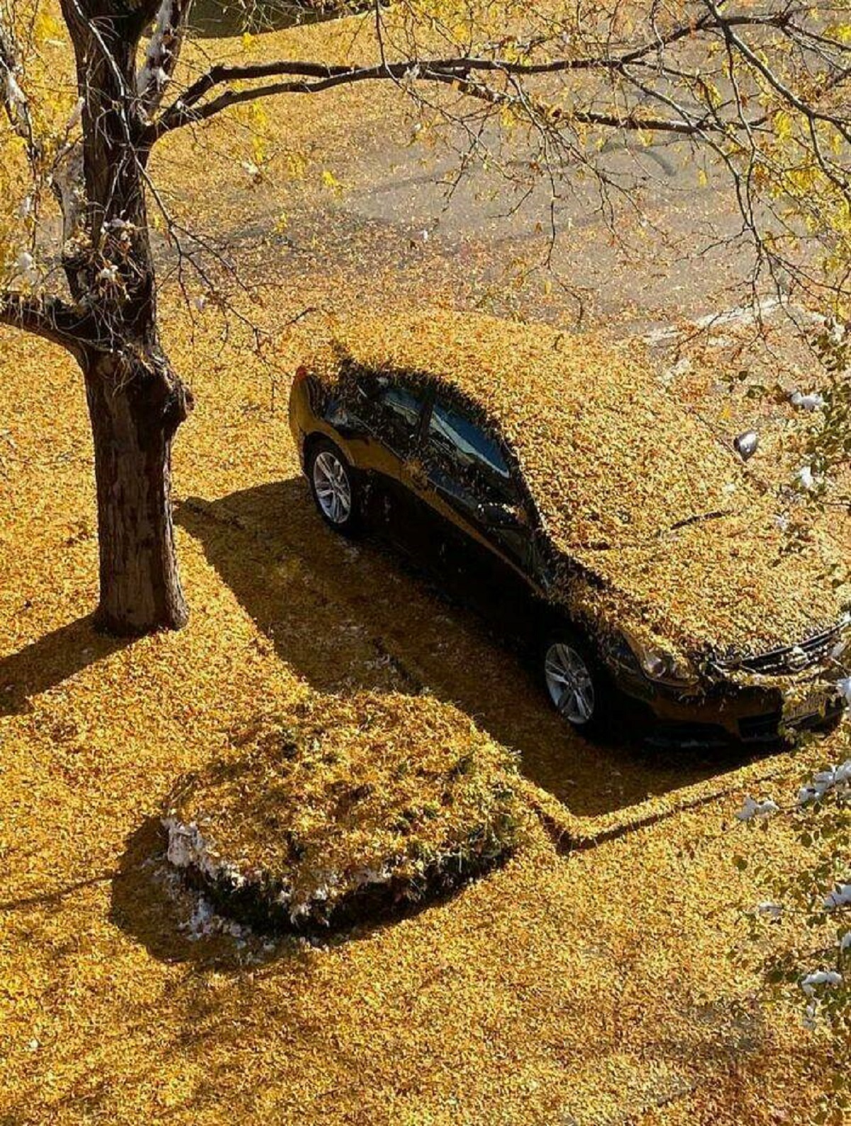 "We Had Our First Snow Last Night. Apparently, The Tree Decided To Drop All Its Leaves On My Car"