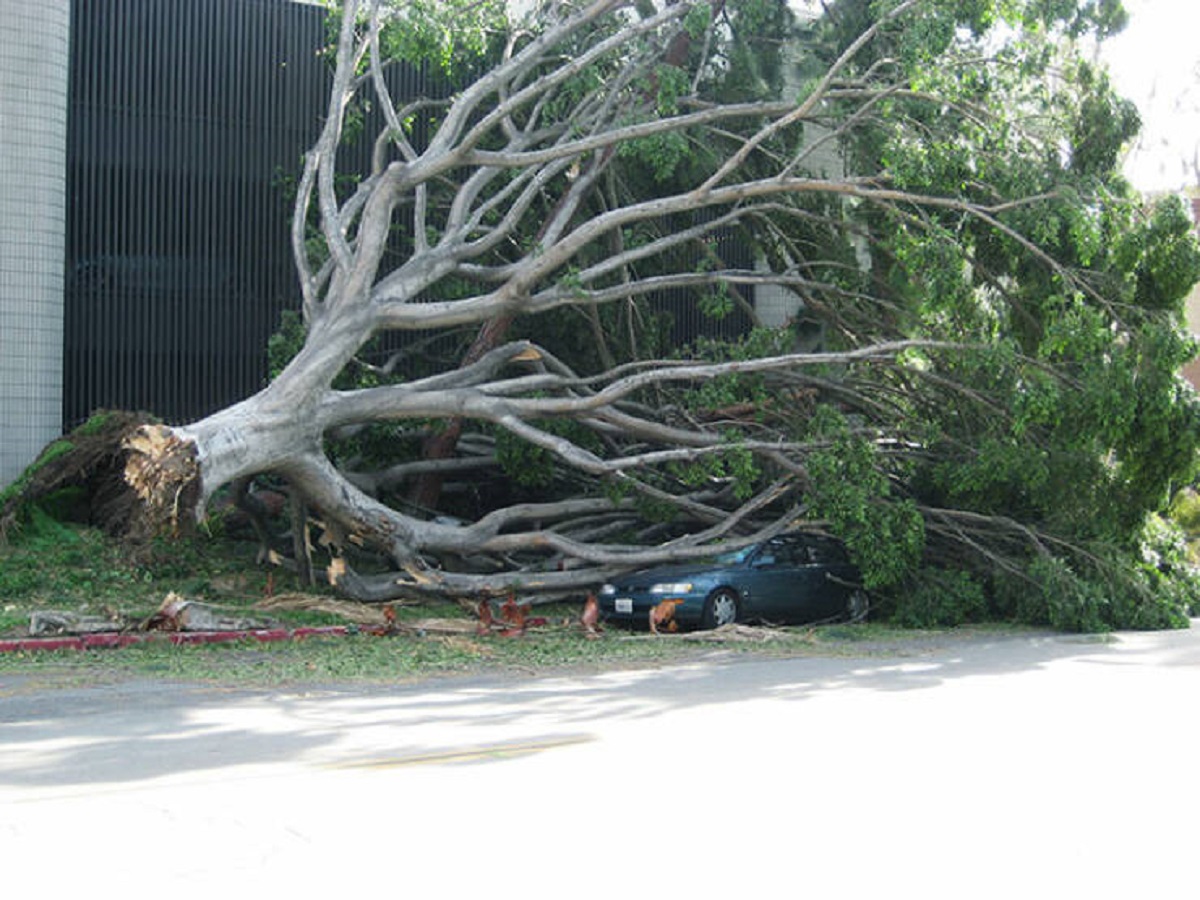 "Today It Was Windy In Los Angeles"