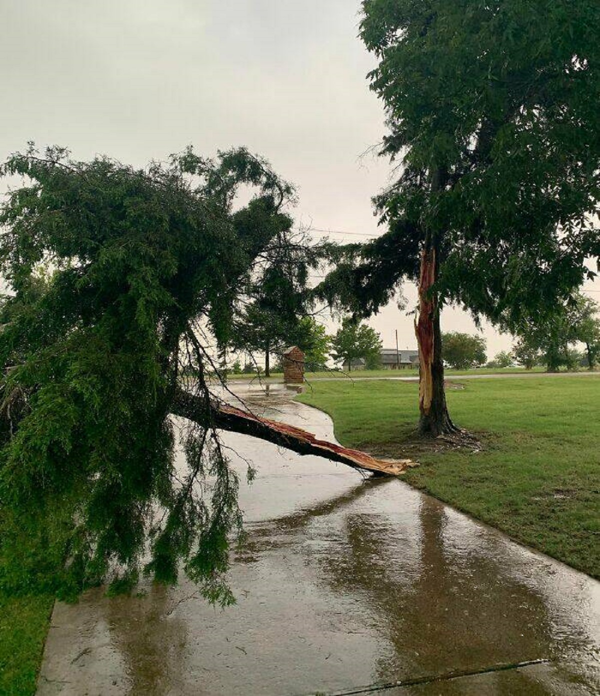 "Our Big Tree Broke In Half In A 15-Minute Storm"