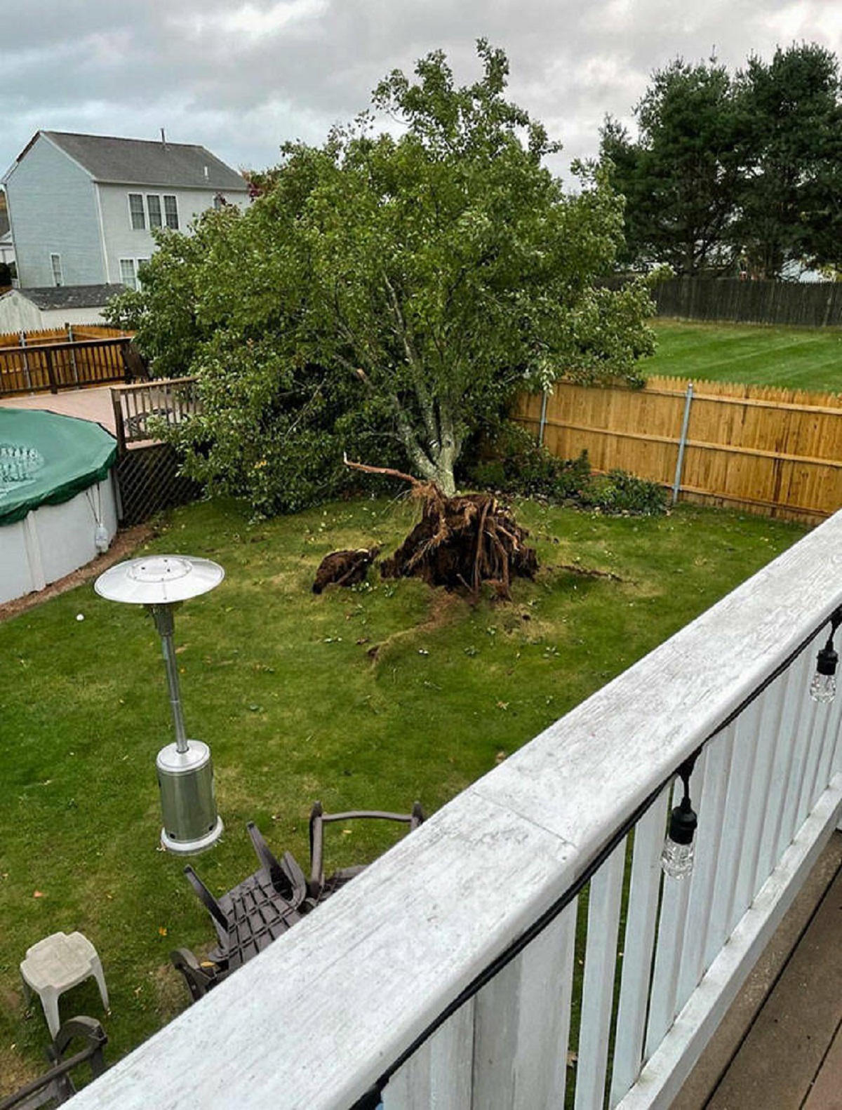 "My 20-Year-Old Tree Got Uprooted In A Wind Storm Back Home Last Night"