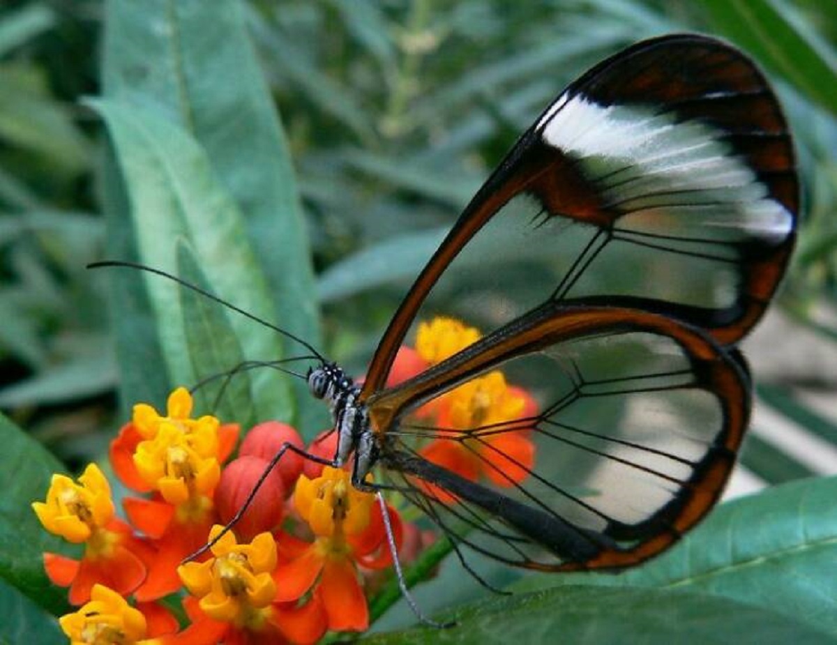 fascinating photos - coolest butterfly