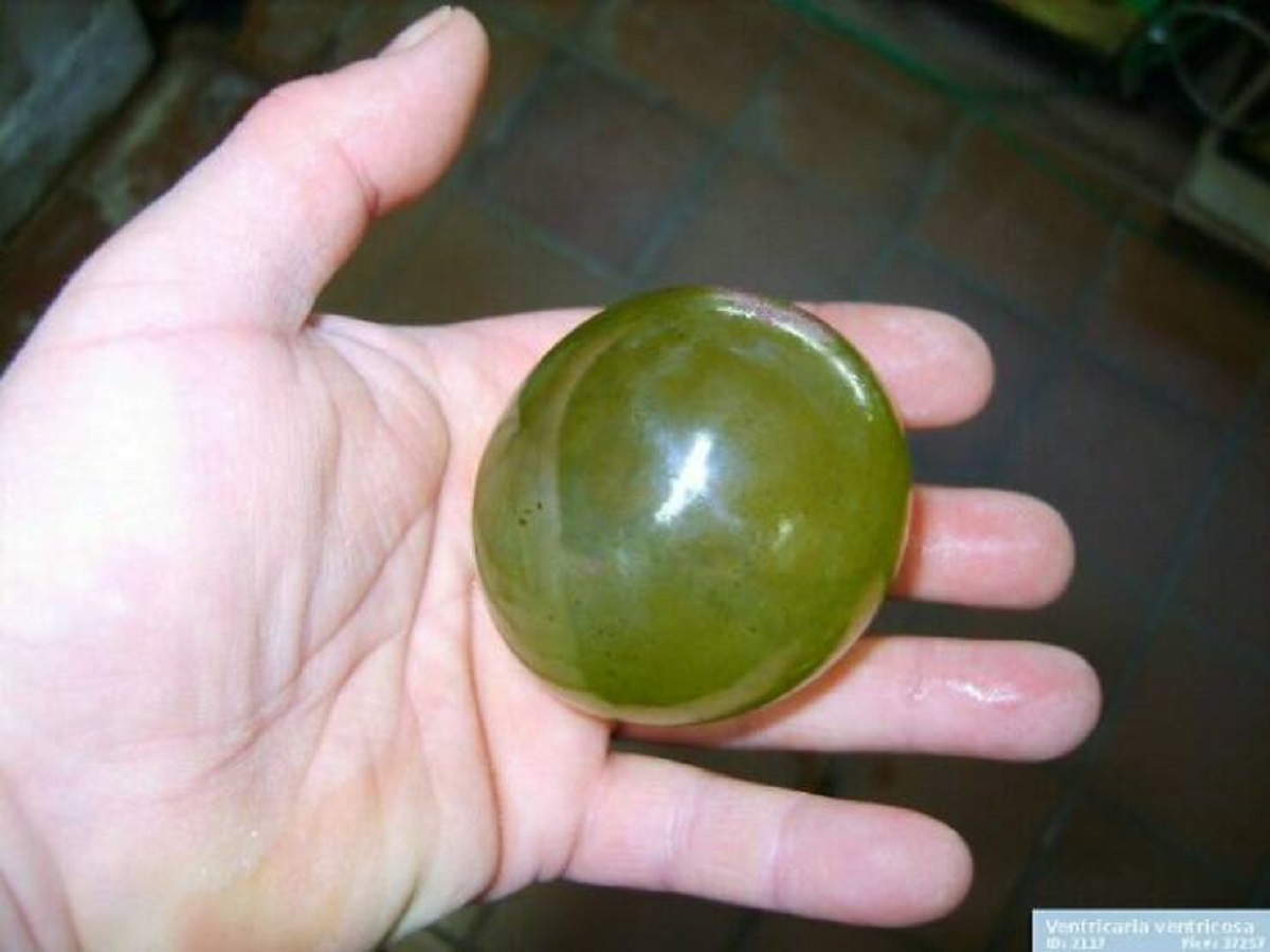 "Valonia Ventricosa, Also Known As Bubble Algae Or Sailor's Eyeballs Is A Species Of Alga Found In Oceans Throughout The World In Tropical Regions. It Is The Largest Single Cell Organism. That's Right. What You're Looking At Here Is A Single Cell"