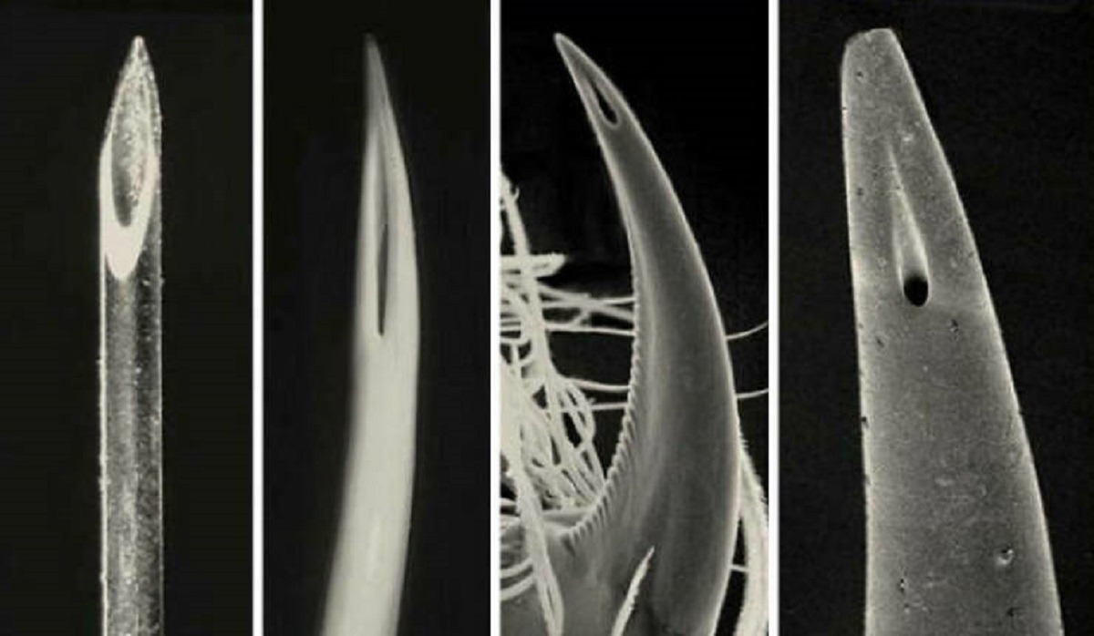 fascinating photos - spider fang under microscope