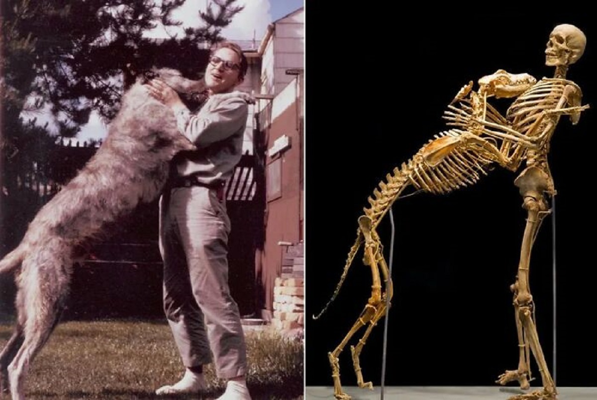 Grover Krantz was an anthropologist who donated his body to the Smithsonian Museum to show how skeletons can be educational tools. His only condition was that he wanted his loving dog next to even after death.