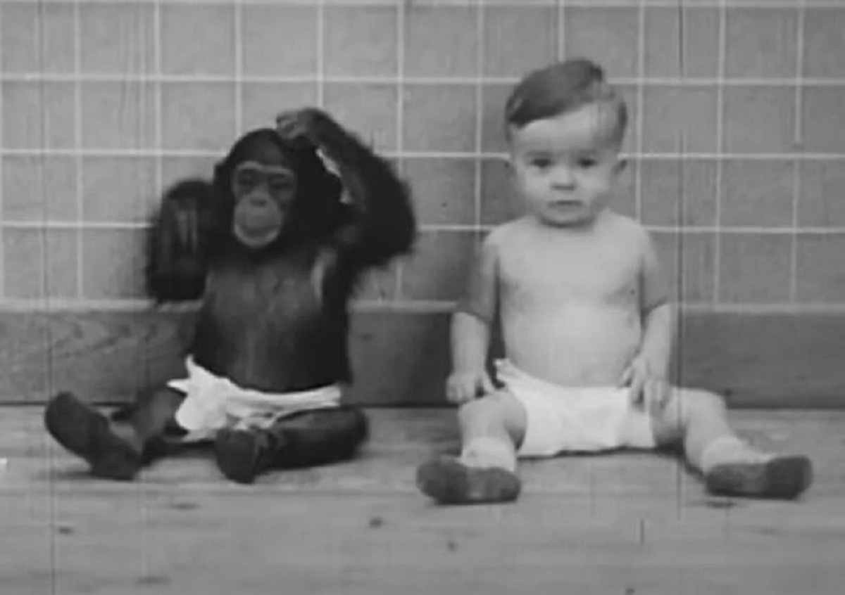 In the 1930s, two scientists, Winthrop Kellogg and his wife Luella conducted a cross-rearing study, in which a 7 month old chimpanzee named Gua was raised alongside their 10 month old human child, Donald.

For nine months, Gua and Donald were raised as "brother and sister,” and the parents recorded their development.

At around the 6 month mark, Gua was recorded as being able to learn many human behaviors quicker than Donald, but unlike Donald, Gua was unable to speak or form any words.

The experiment was abruptly stopped 9 months in because Donald started to mimic the noises Gua made and had started behaving more like a chimp.