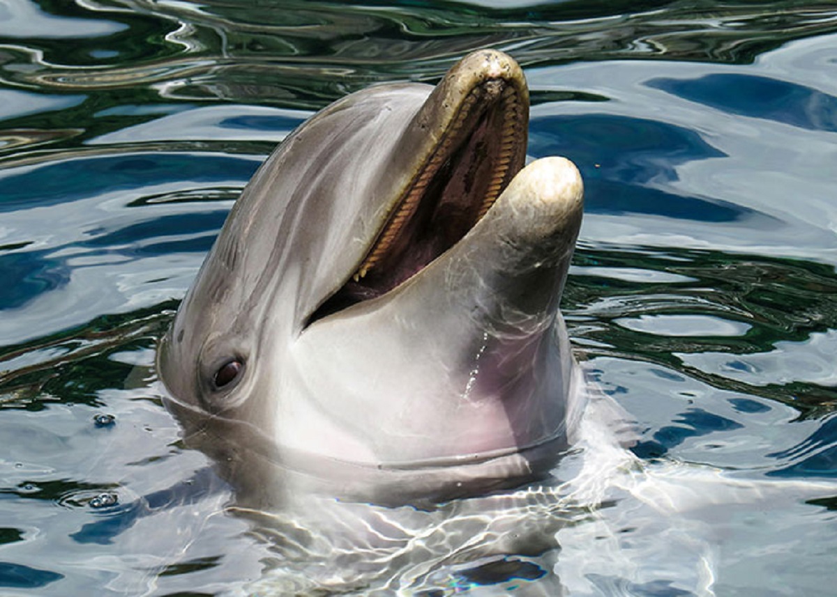 Sometime after WW2, the U.S. was doing some pretty wild experiments, including trying to see if they could teach dolphins to talk. They believed this was only achievable by full immersion, so they built a house and filled it with water and had a researcher live with the dolphin.

The dolphin was a young male and wouldn't respond to anything unless the female researcher jacked it off. It became to obsessed with the researcher and I think when the higher ups found out what was going on, they shut it down and never tried again.

Kind of paraphrased, but yeah. The government paid a f**k load of money just to end up having a lady wack off a dolphin.