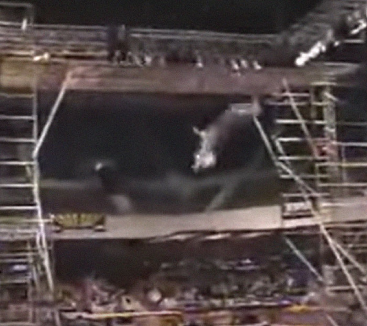 WWE (then WWF) wrestler Owen Hart dying during a live pay-per-view. He was supposed to be lowered into the ring with a harness. The harness failed and he fell 80 feet into the ring. The cameras wound up panning away before he hit the ring, but they announced his death later in the same broadcast.