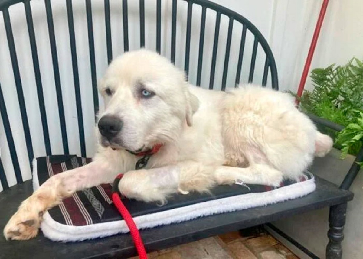 At 2:30 in the morning, sheep farmer John Wierwille, awoke to hear a commotion on his property. He went outside to see his sheep backed into a corner of the fence surrounded by 11 coyotes and his guard dogs, Casper and Daisy standing between them. 

Casper charged at the coyotes, most likely to get their attention off Daisy, who was then pregnant with 8 puppies. The fight resulted in many of the coyotes dead and a missing Casper. A few days later, Casper returned home with his bruised and beaten. John took Casper to the vet and, after the dog was nice and healthy again, they returned home. Now he is an inside dog.