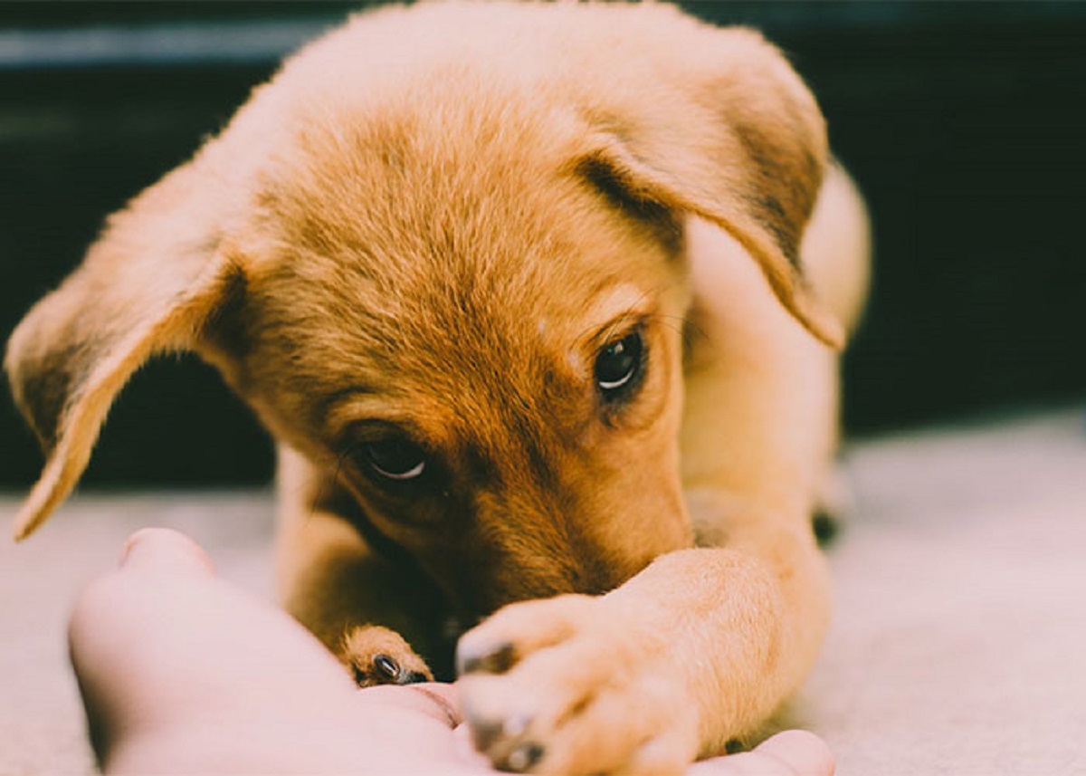 Humans feel more empathy for dogs than we do for other humans.