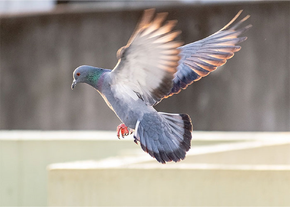 In 2009, Unlimited IT hired a carrier pigeon to race their internet connection to figure out what would transfer files quicker? A carrier pigeon with a USB stick or their internet.

Winston, the 11-month pigeon, was to fly 60 miles, and the same files he was carrying to the office were then sent via internet. It took Winston just over an hour to get to the second office, and another hour to transfer all the files. By that time, only 4% of the online data transfer had been completed.