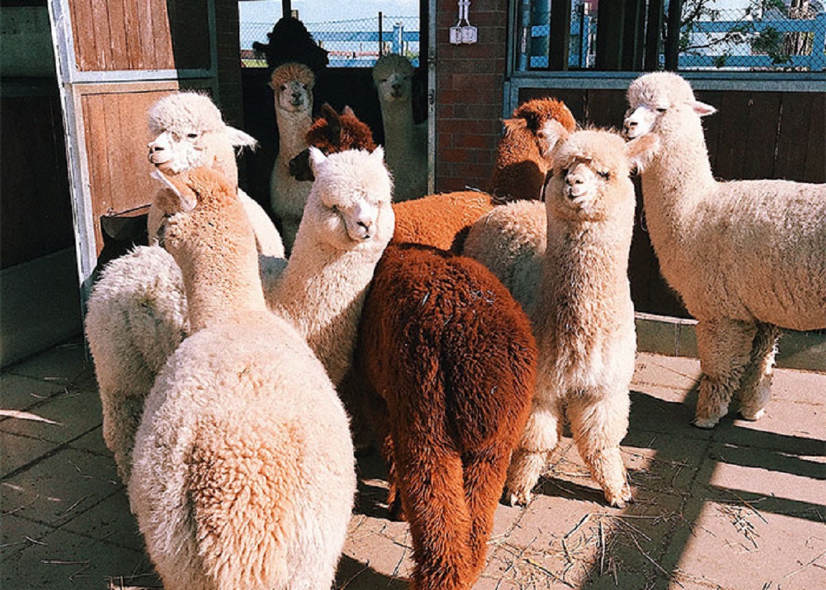 Free range Turkey and Chicken farms often include Alpacas as part of their flock to help protect the birds from predators.