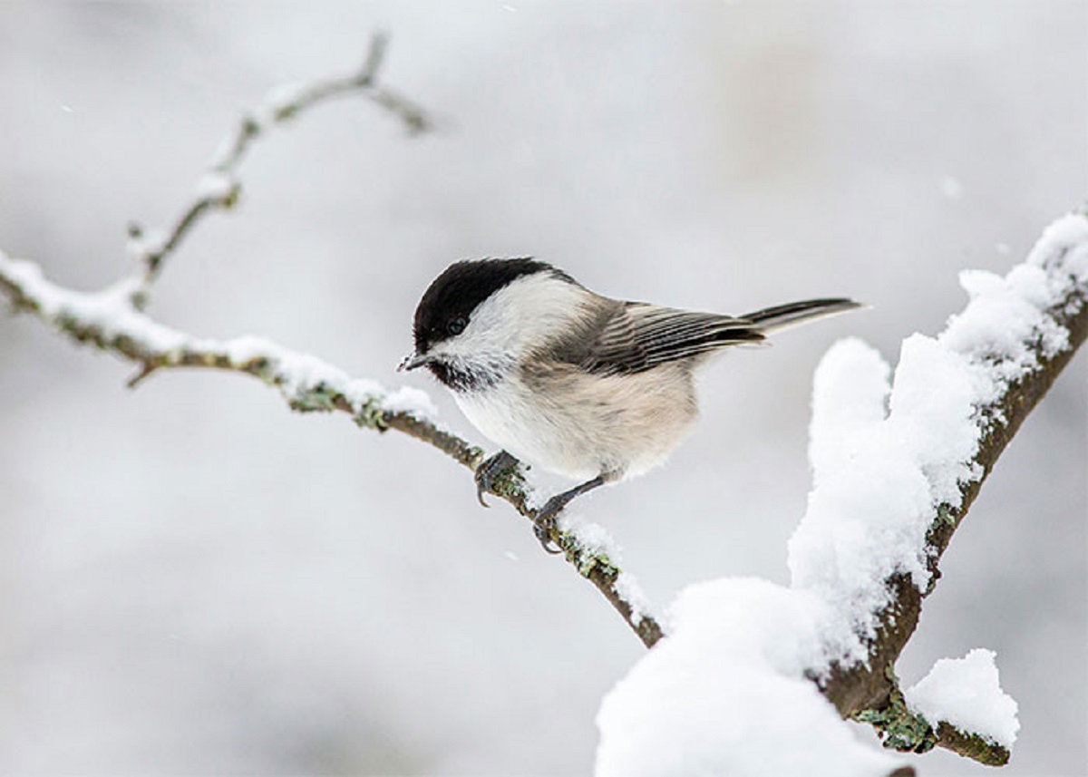 Until 1822, we had absolutely no idea what happened to birds in the winter.