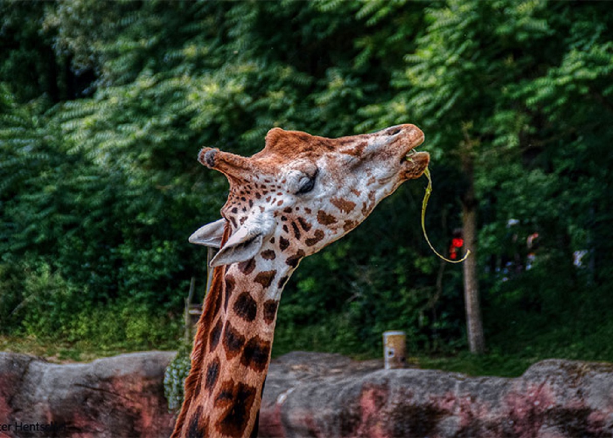 Modern fruit has become so sweet that zoo’s have had to stop feeding them to some their animals since they were becoming obese and showing signs of tooth decay.