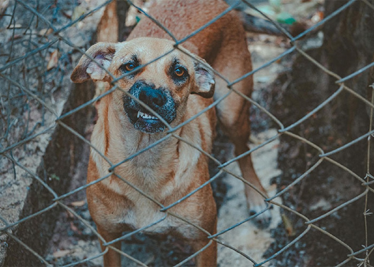 A tire shop in Fort Worth, Texas was being robbed at least once a month so the owner bought a guard dog to protect the property. The next time the thieves came, they stole the guard dog.