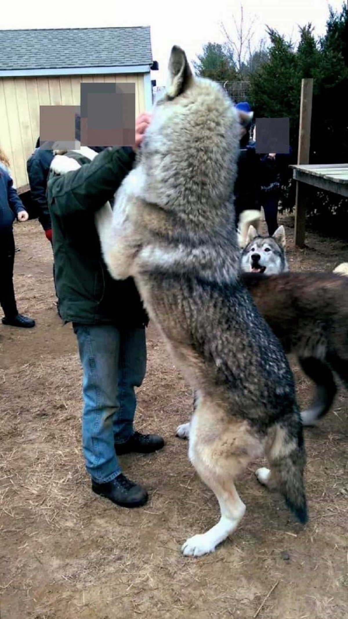 This is how big a wolf is in comparison to a human: