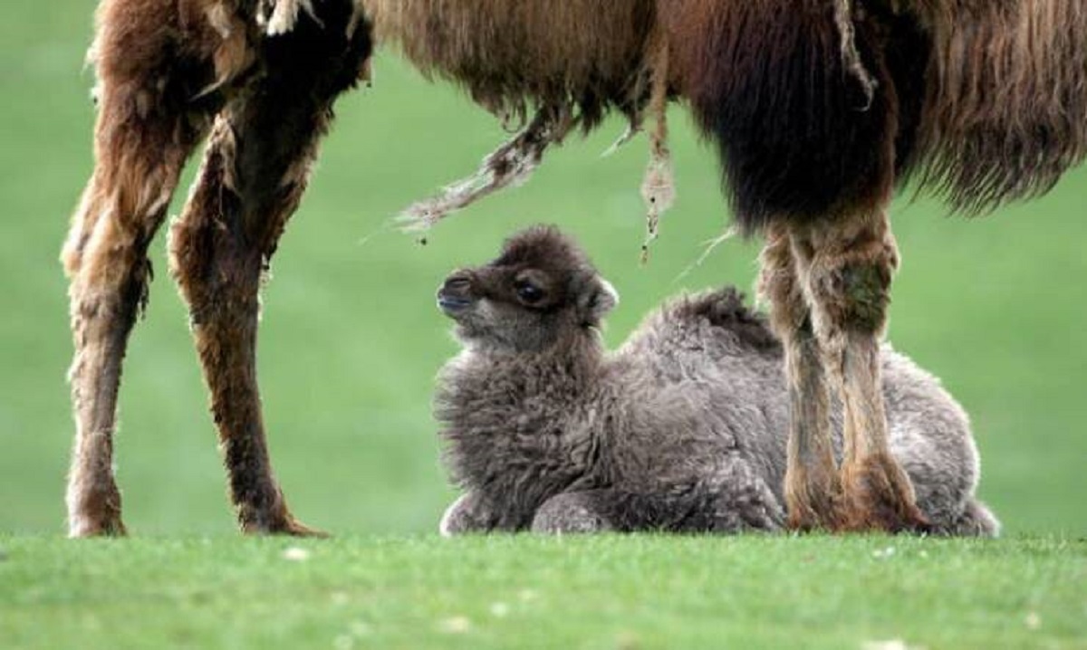 This is what a baby camel looks like: