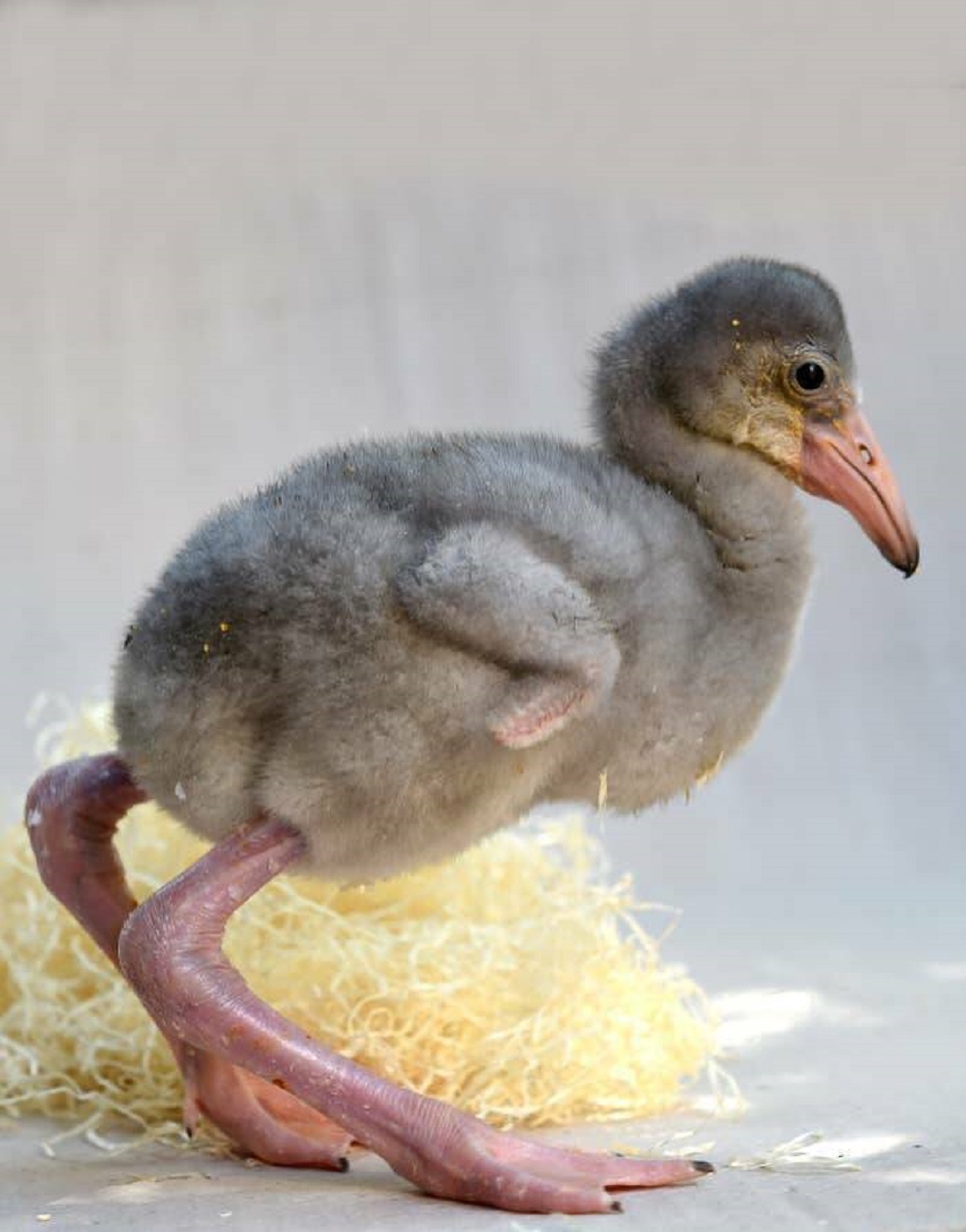 And, folks, this is what a baby flamingo looks like: