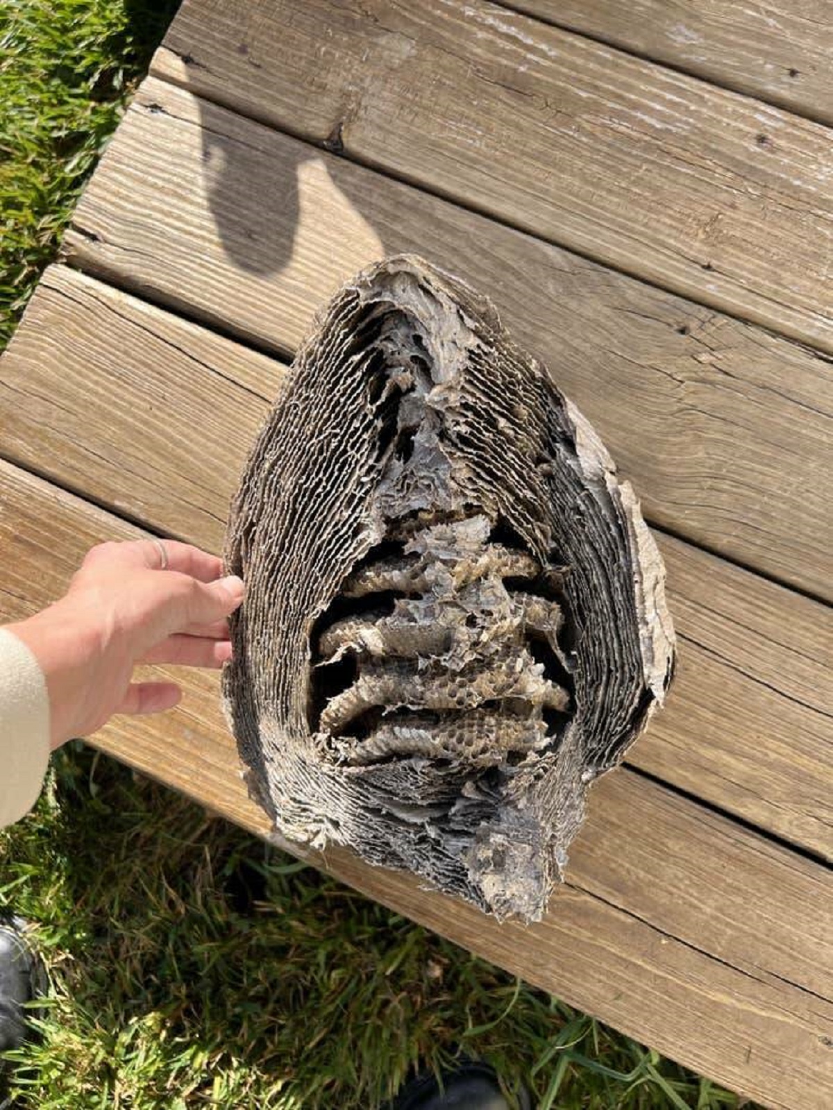 This is what the inside of a wasp's nest looks like: