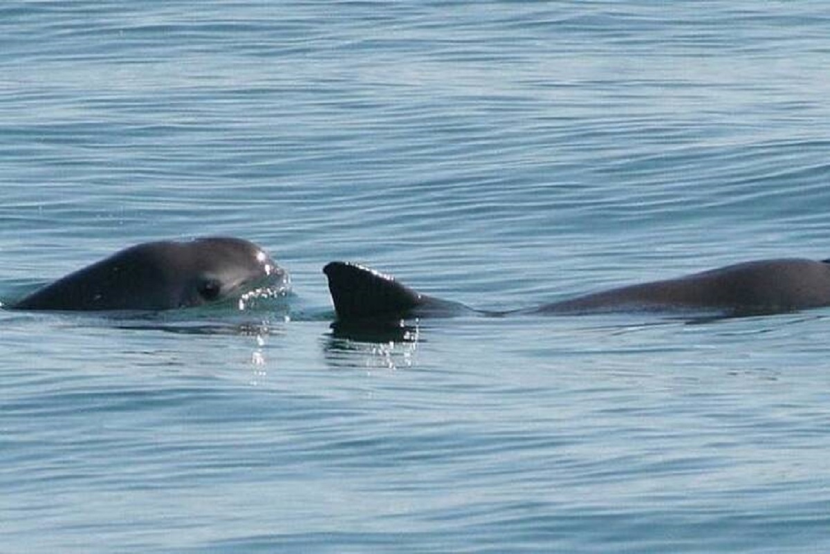 This right here is a vaquita, one of the most endangered animals in the world: