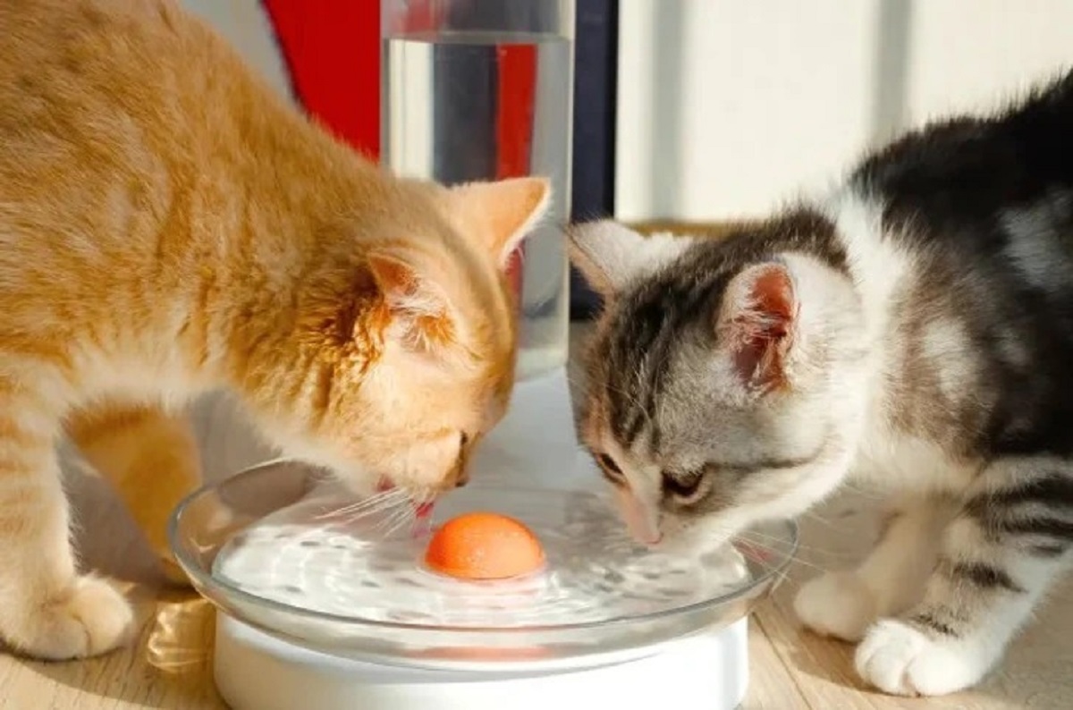 This cat bowl has no noise so your pet won’t be scared. The water in it doesn’t get stale or develop an odd taste, even after several days. It’s also made of safe materials so your little fluffy friend can stay hydrated and healthy.