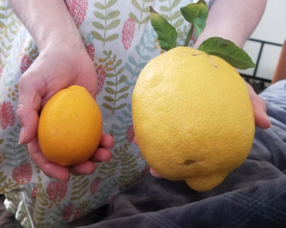 "A monster lemon compared to a regular lemon."