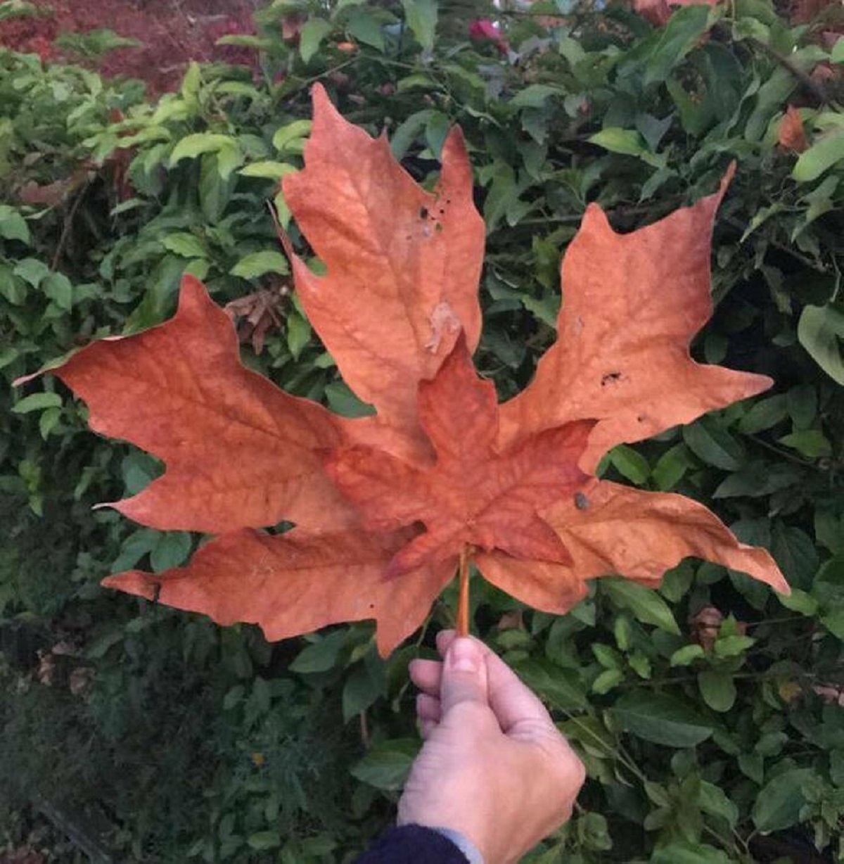 “This giant leaf I found compared to a normal one from the same tree”