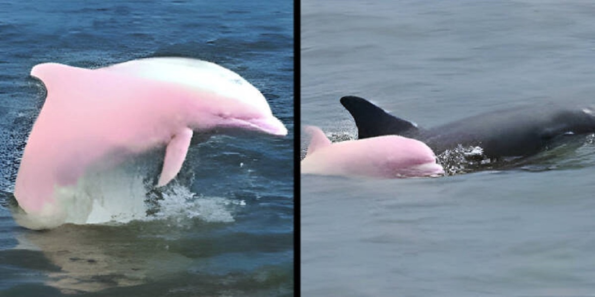 "Pinky, a nearly extinct pink river dolphin, recently gave birth to a pink calf, confirming the inheritance of her unique genetic mutation."