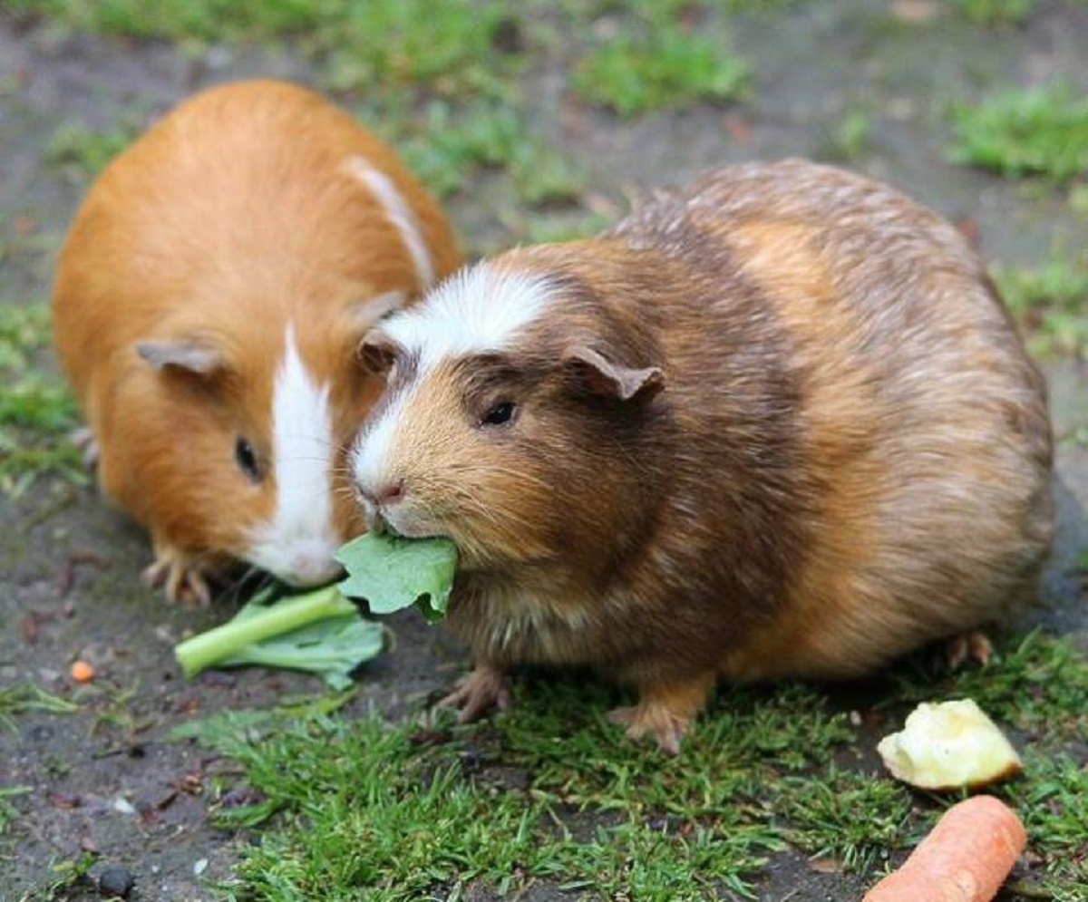 "In Switzerland, you can’t just have a solo guinea pig—it’s against the law. You’ve gotta roll with at least a pair because these little guys need a buddy to stave off the loneliness."