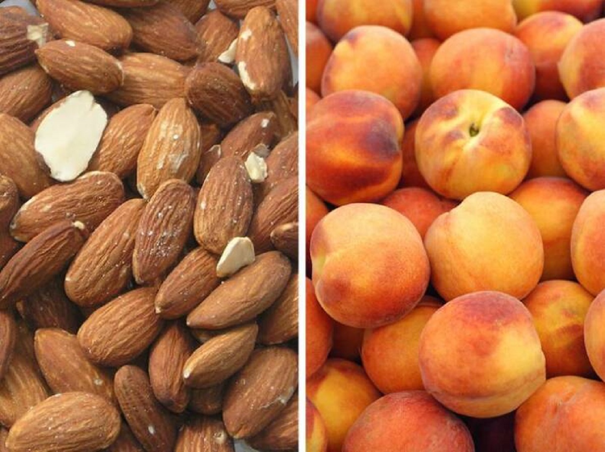 "Almonds and peaches, despite being different species, are actually part of the same family. It’s like they’re distant relatives with a similar family tree!"