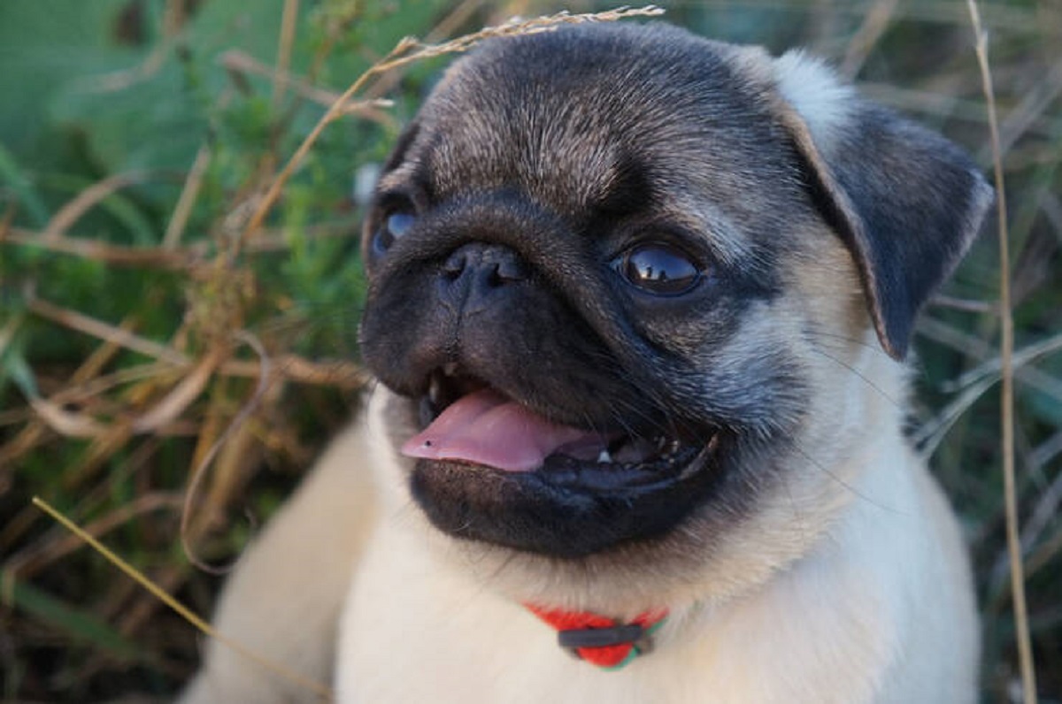 "Pugs are now distinct from typical dogs due to severe health issues, as per a study. These adorable creatures have significantly deviated from other dogs, facing elevated risks in their airways and eyes, posing a threat to their overall well-being."