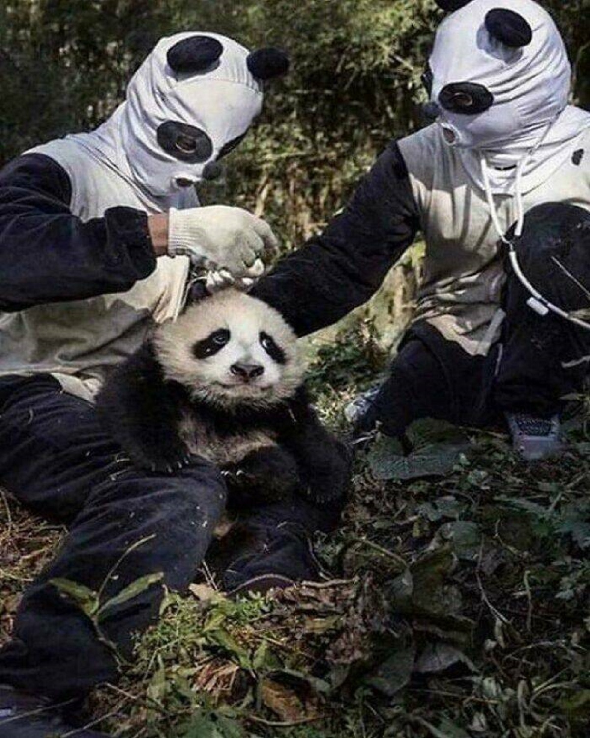 "Panda Caretakers In China"