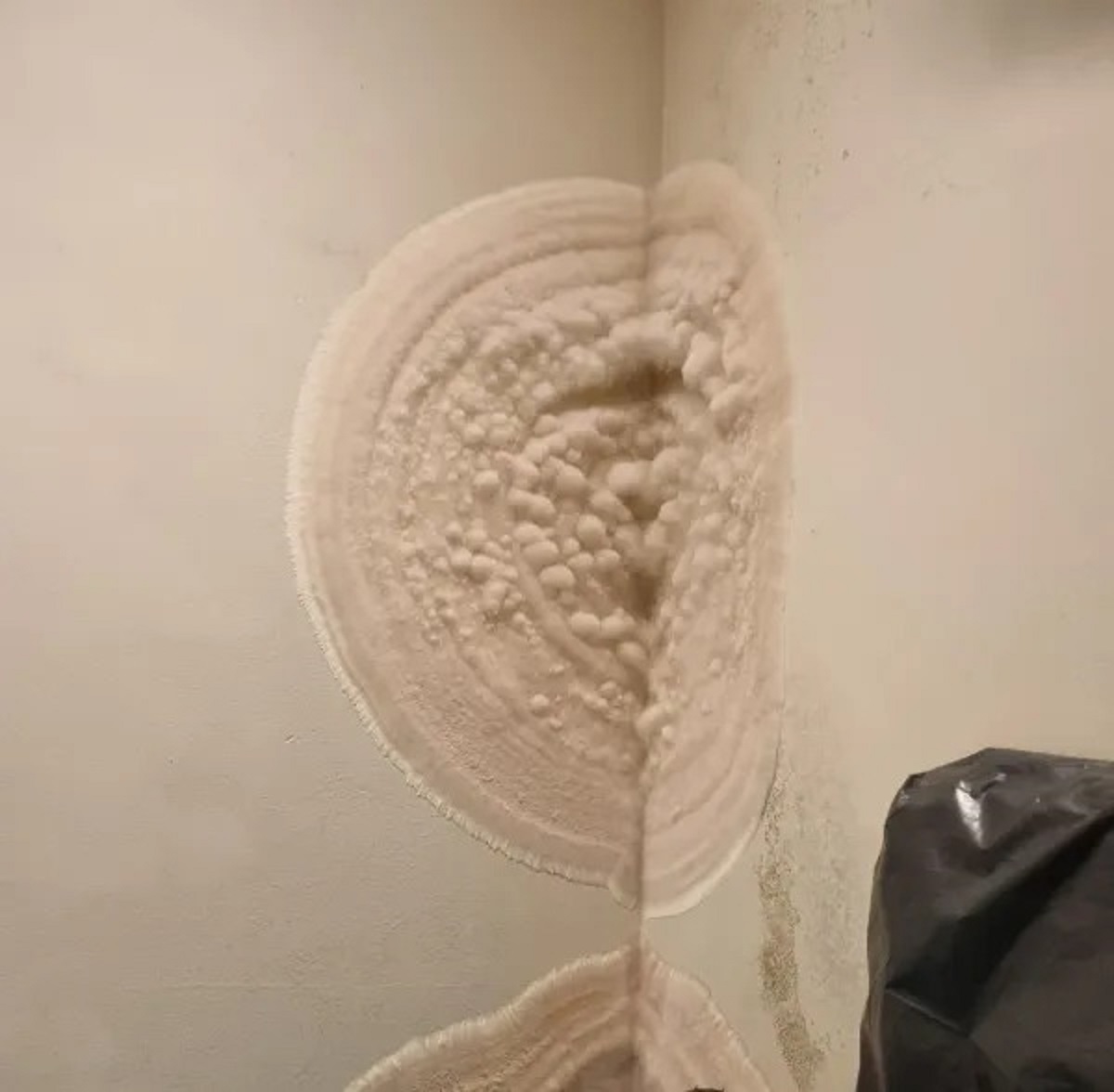 “Opened my unit to get my Christmas decorations only to find it covered in mold.”