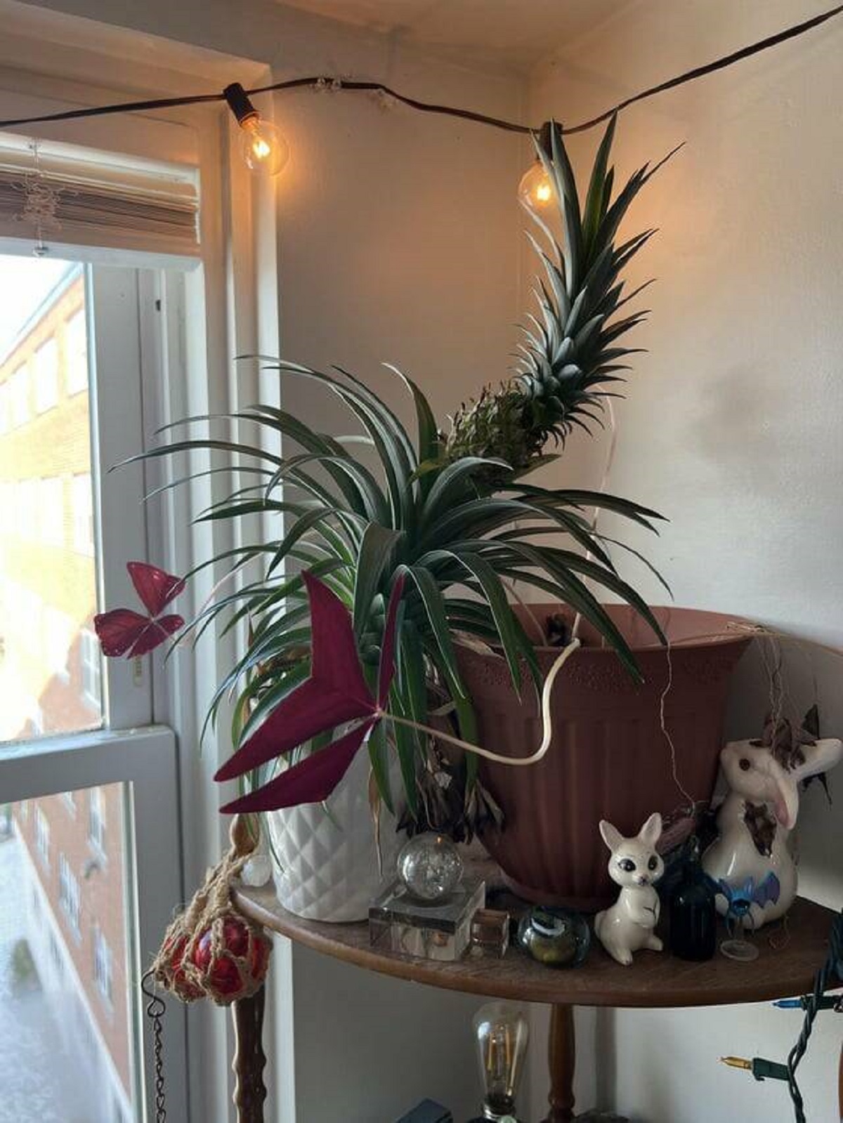 "Normally plants grow toward the light, but my pineapple plant seems to be repulsed by it."