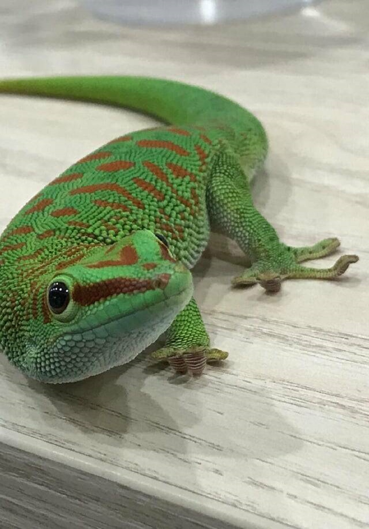 "Geckos curl their toe pads when not in use"