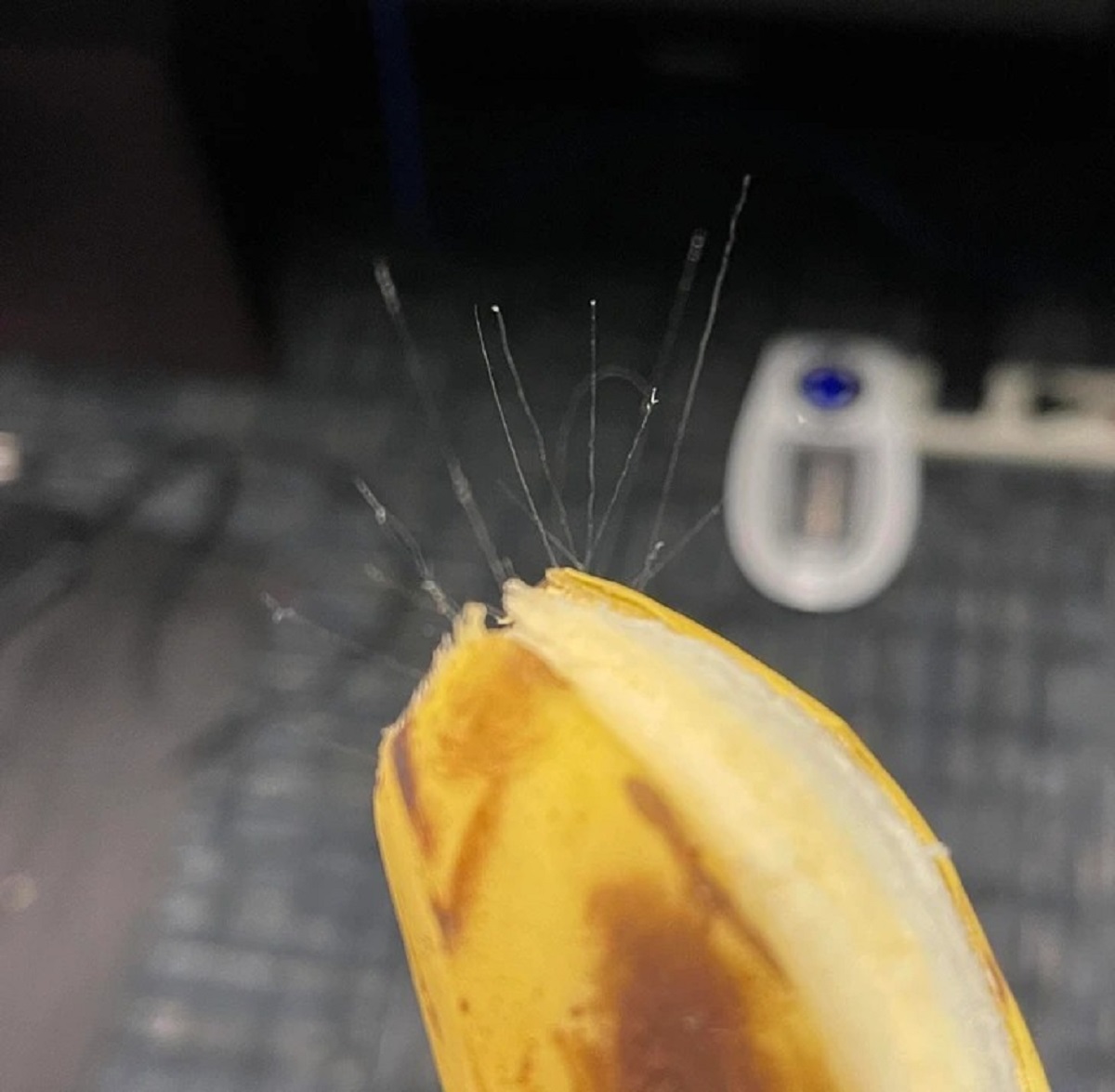 Some “hair” protruding from a just-peeled banana
