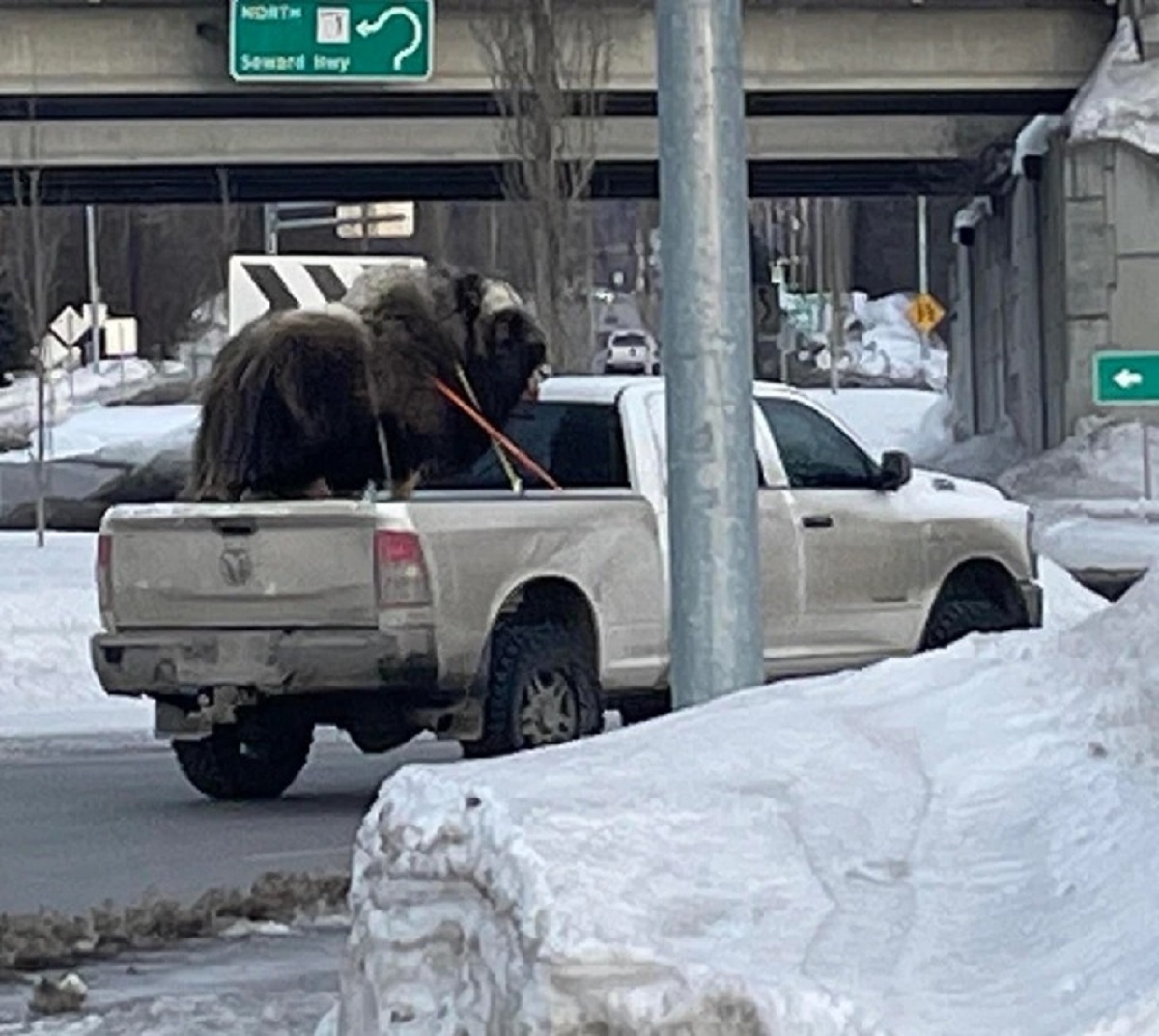 A bison in the back of a pickup truck is a development no one could’ve expect.
