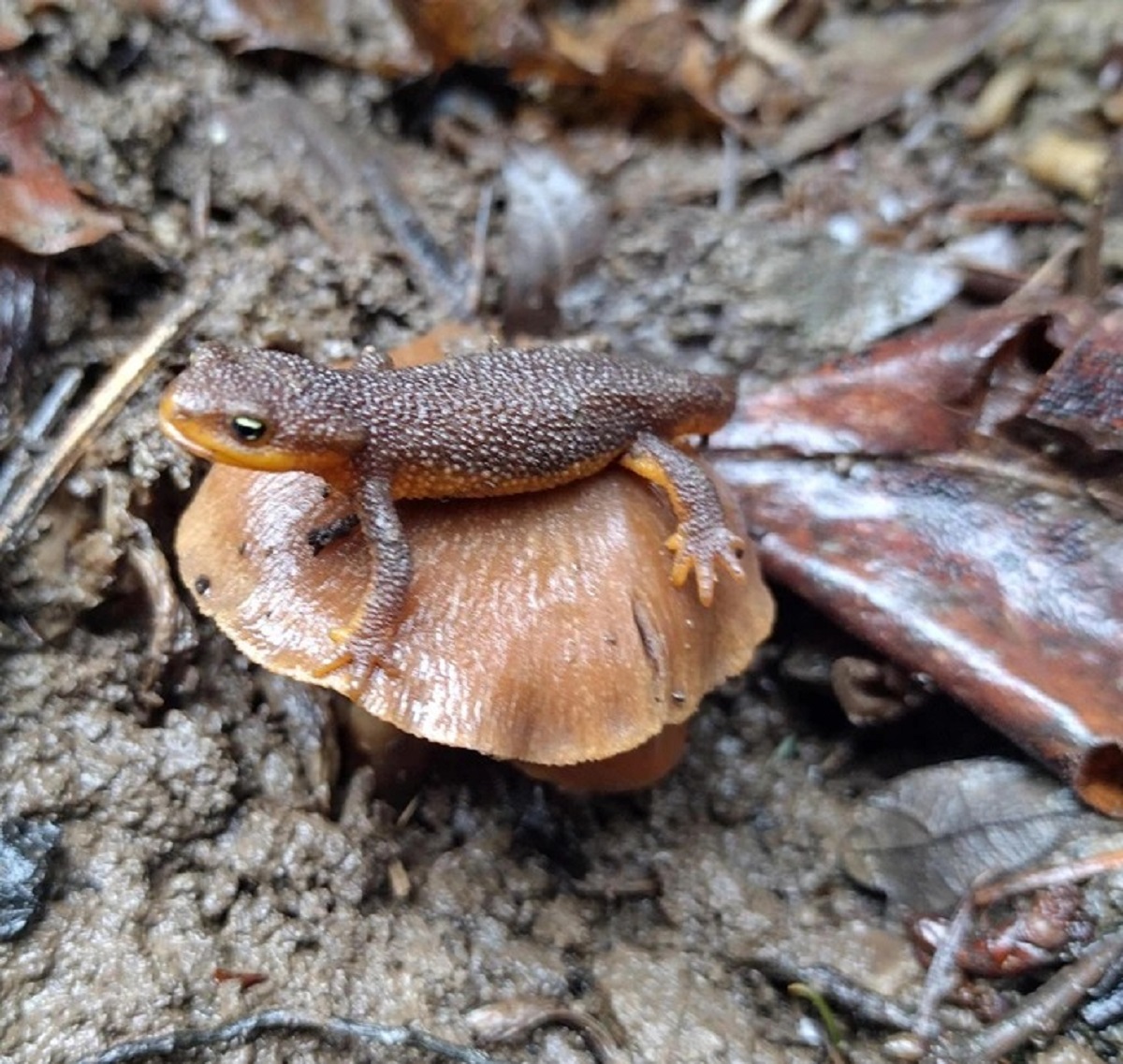 “Found a salamander on a mushroom on my hike.”