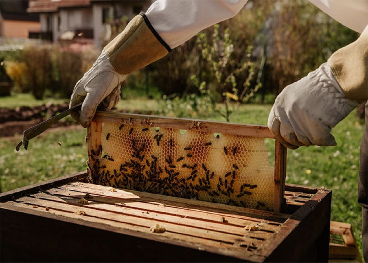 Beekeeper checking in - there is no such thing as organic honey. I do not treat my bees with chemicals, but I have no idea where they get their nectar. A bee can fly up to three miles from a hive to get nectar. It is virtually impossible to guarantee they have not gotten nectar from a chemically treated source.