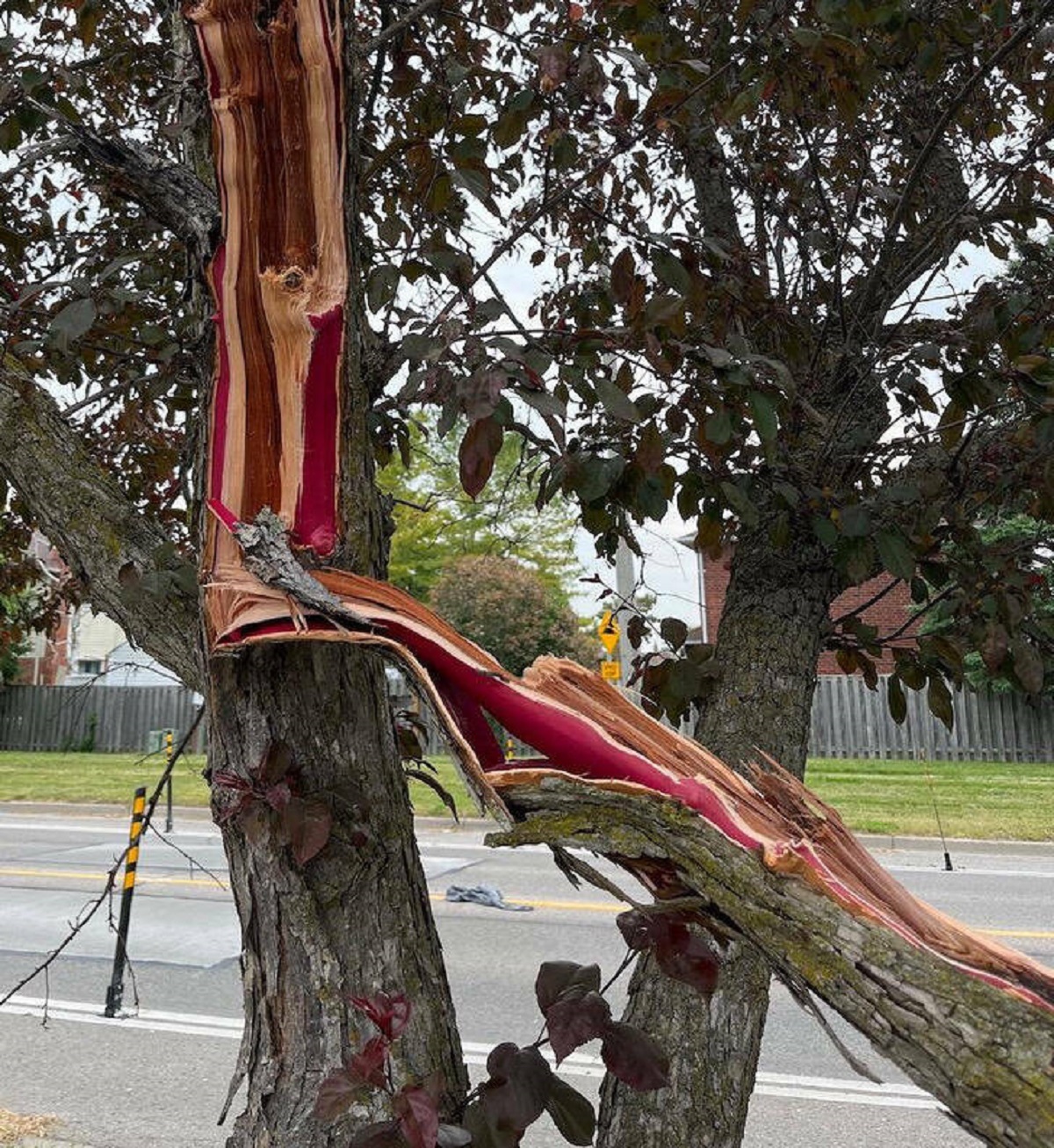 "The bright red interior of this broken branch."