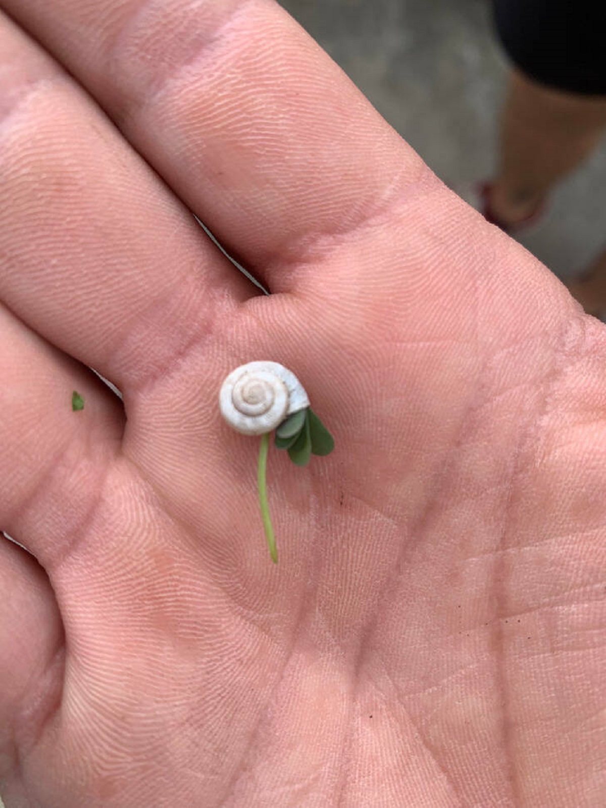 "Clover grown into a snail shell."