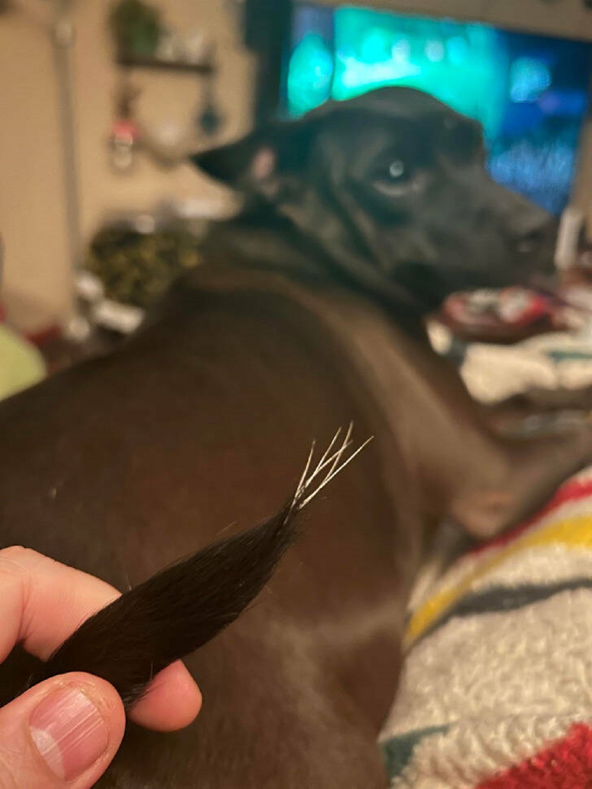 “My brown dog has 6 white hairs on the tip of her tail.”