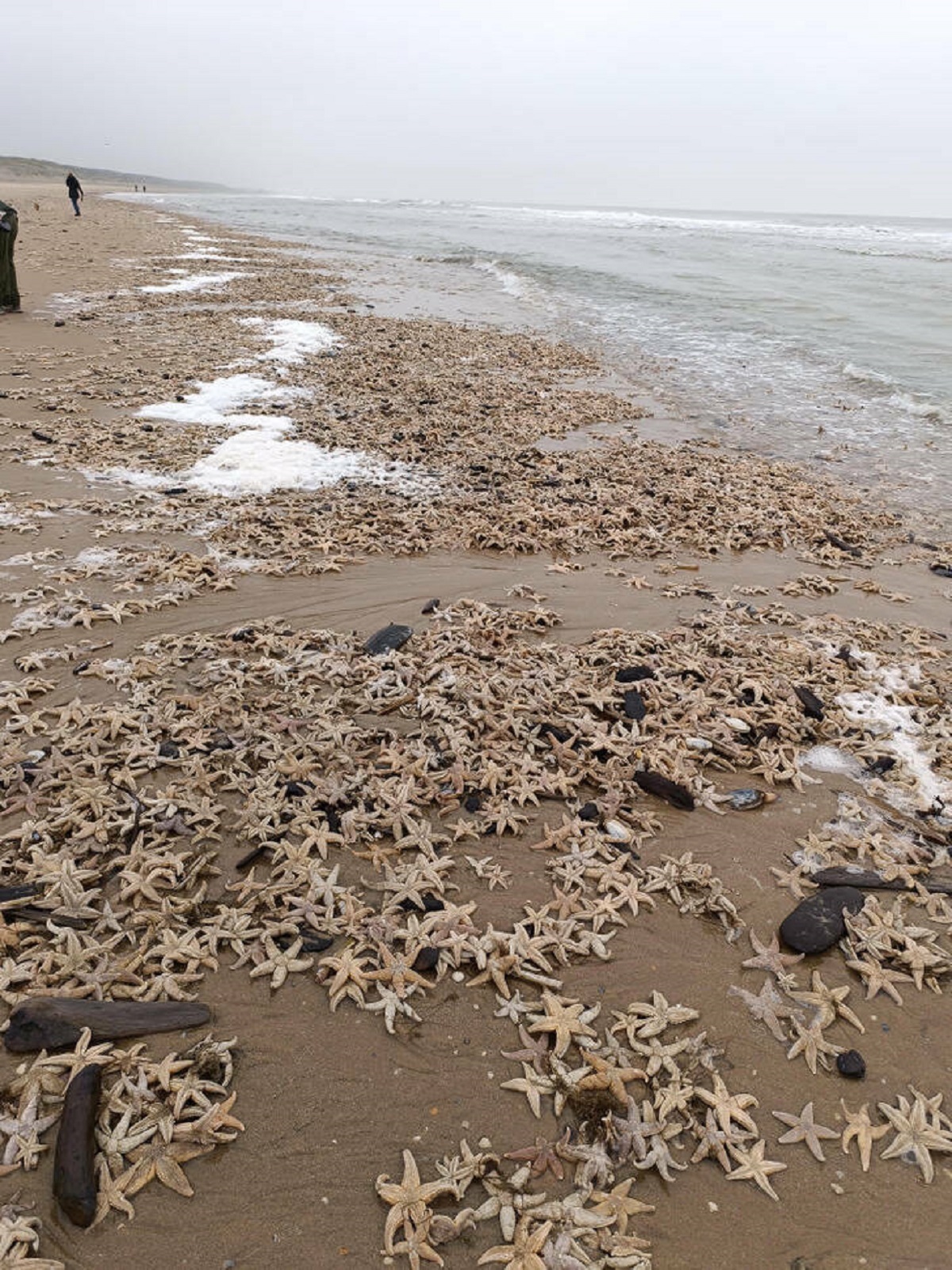 "Thousands of star fish washed up on shore in the Netherlands.’