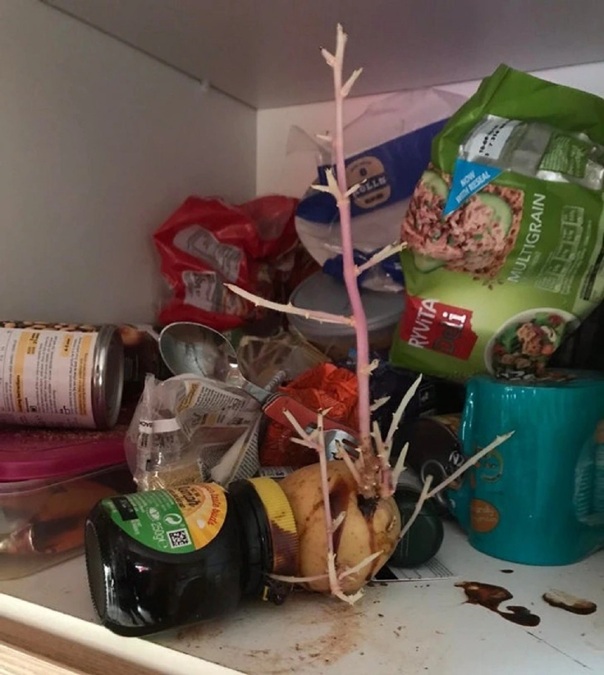 “My roommate’s festive potato managed to grow in his cupboard.”