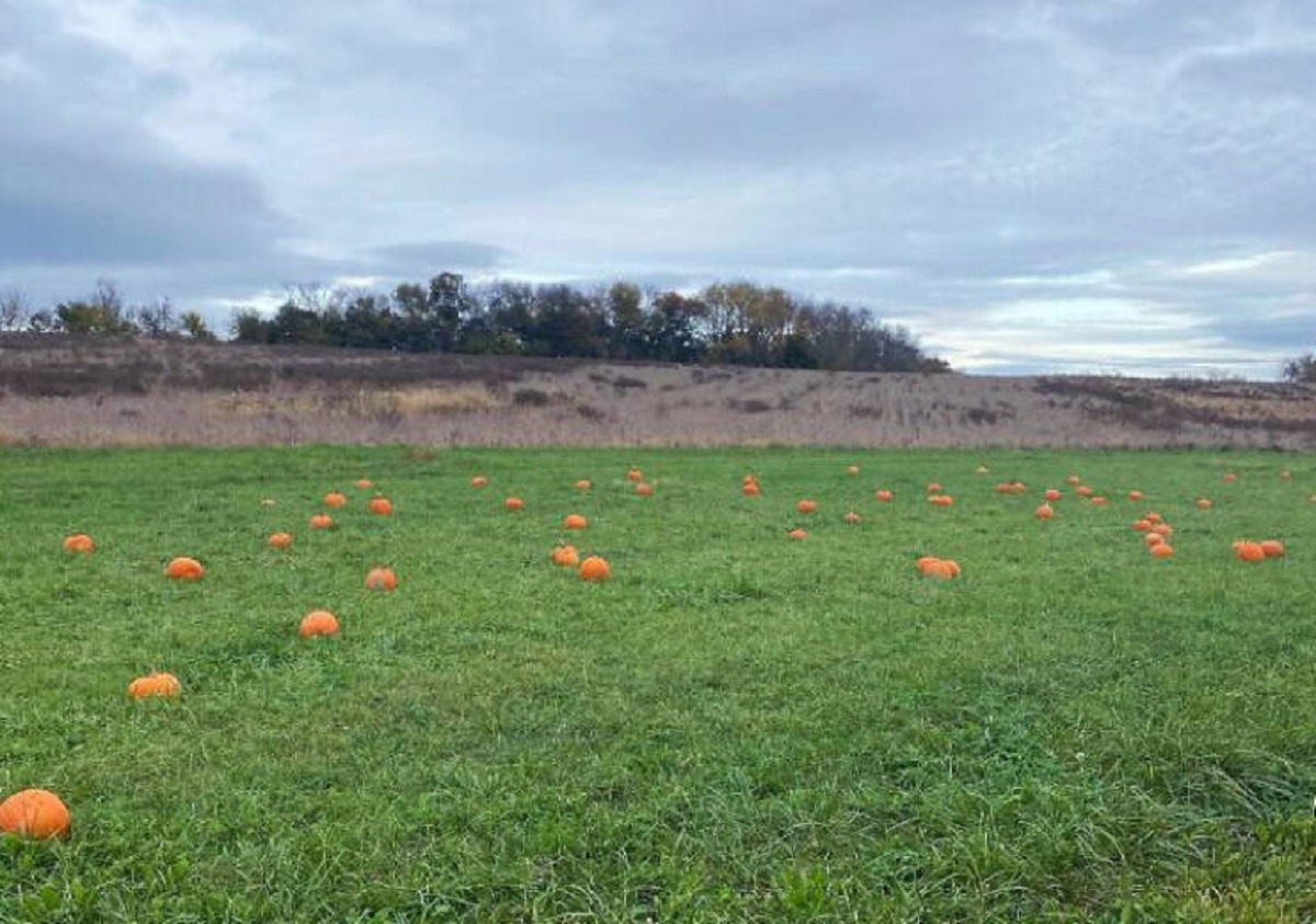 "Paid $12 To Go To This "Pumpkin Patch", Also Known As A Field With Pumpkins Placed In It"