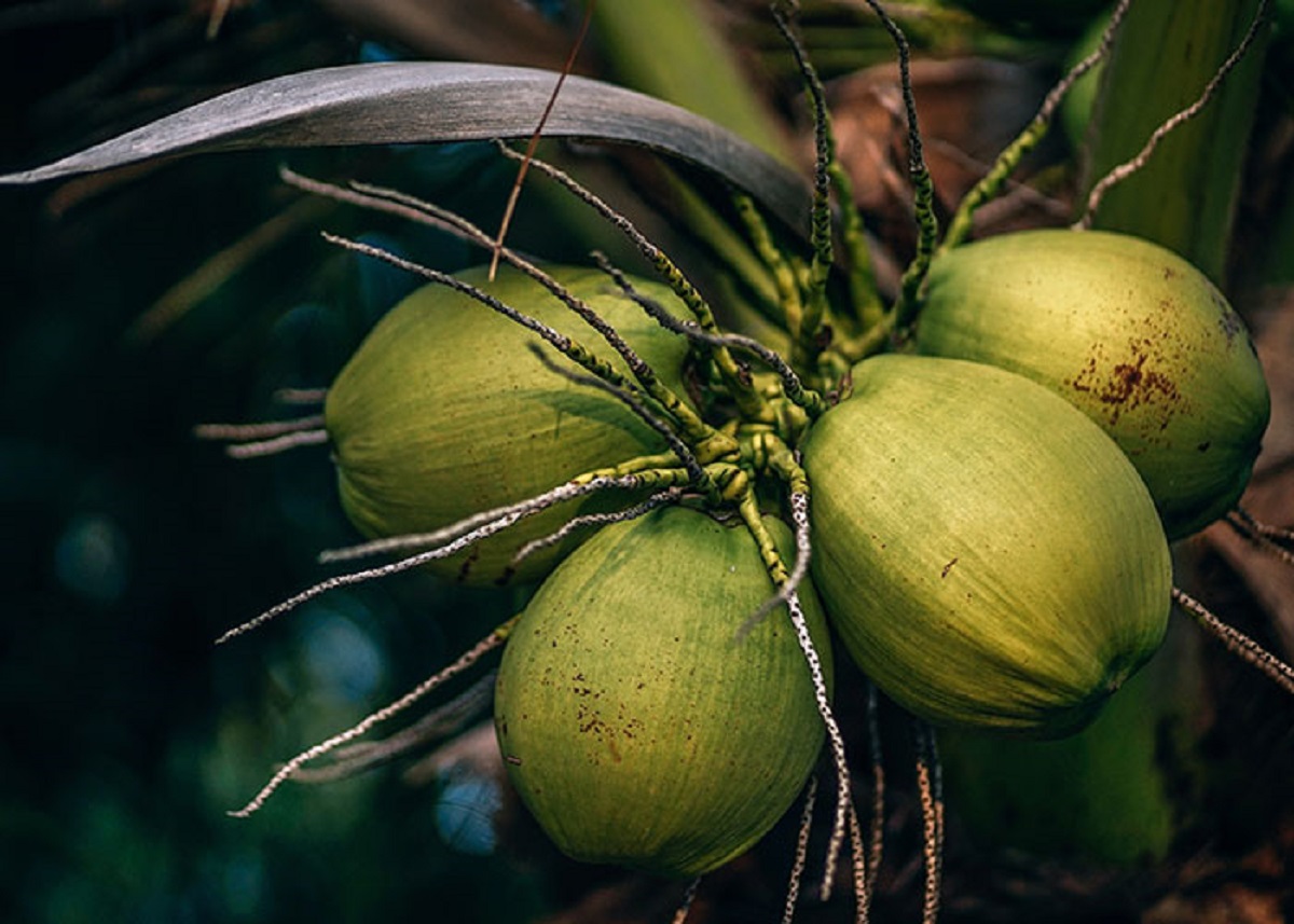 Hippos and coconuts kill more people than sharks each year.