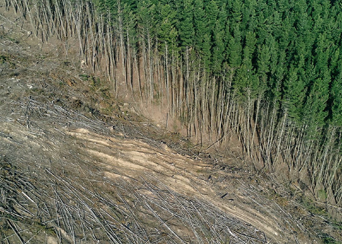 While we're losing a lot of forests in the tropics due to climate change, we're actually gaining a lot of forest in the northern latitudes, and into formerly grassland areas as more available CO2 allows them to grow in more arid regions. And everyone loves trees, right?

The problem is the climate crisis is also a biodiversity crisis, and habitat loss - like grasslands or tundra becoming forest - is arguably even harder on species than changes in weather patterns.