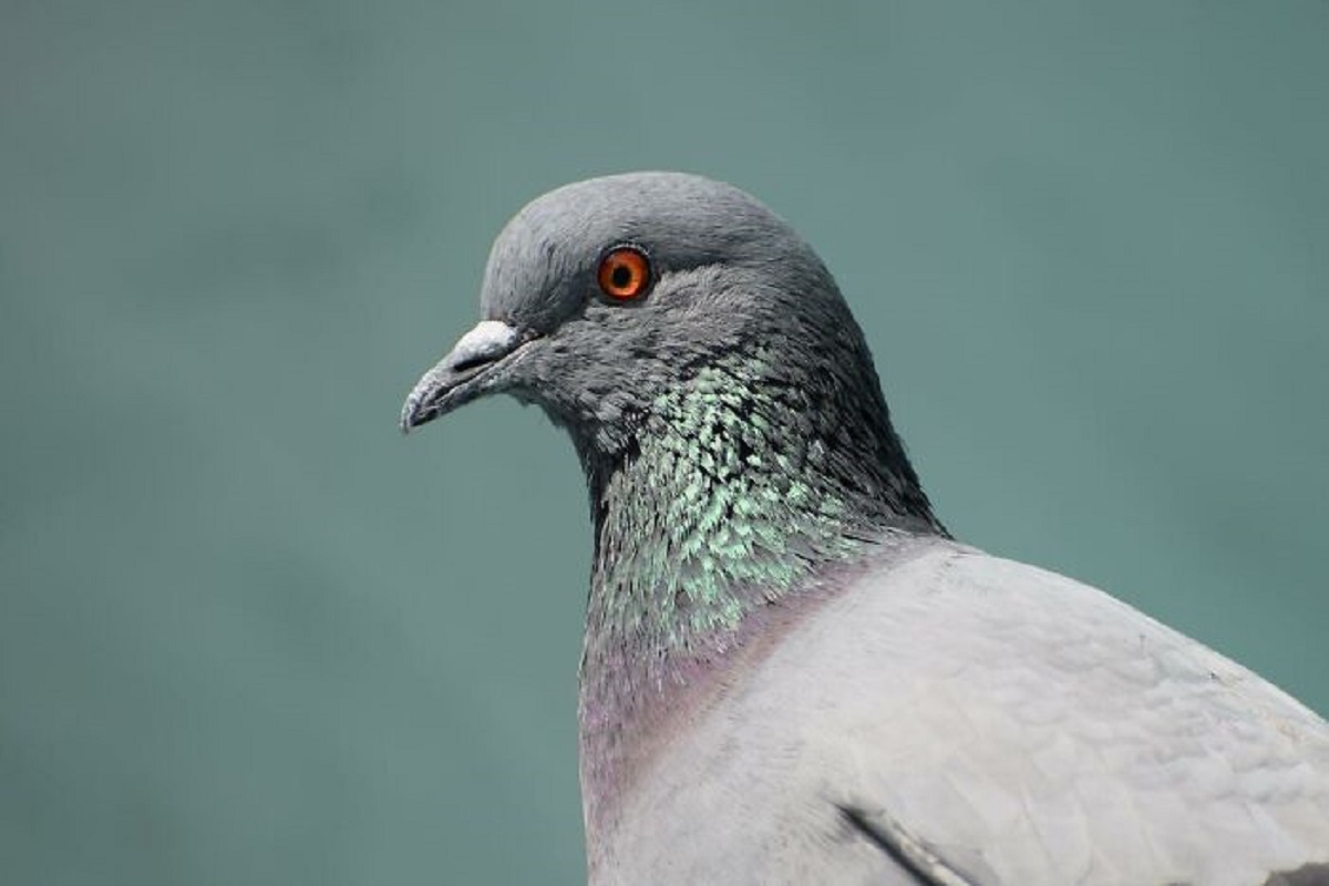A pigeon will only eat a Starburst if you chew it up a little bit first. Just to clarify chew the Starburst not the pigeon.