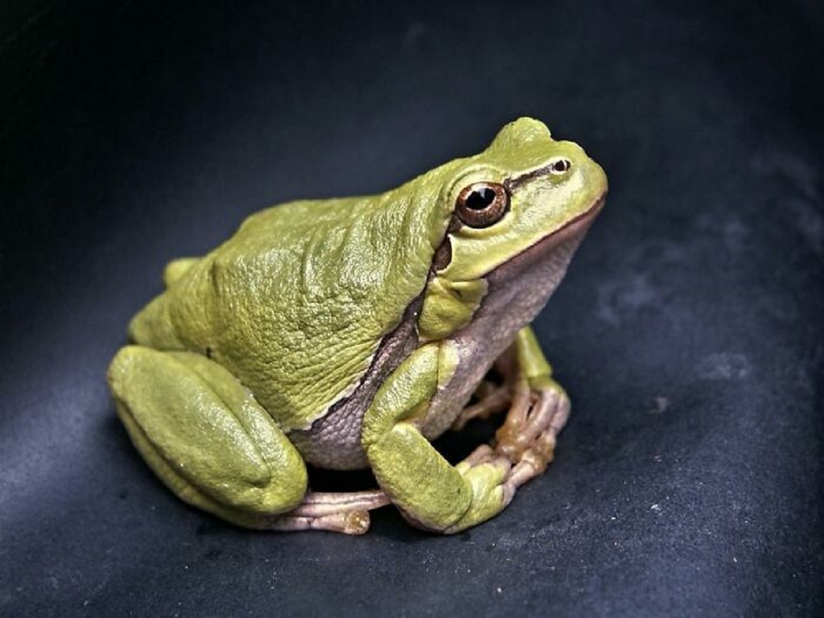 You can tell a frog's gender by the size of its ears.